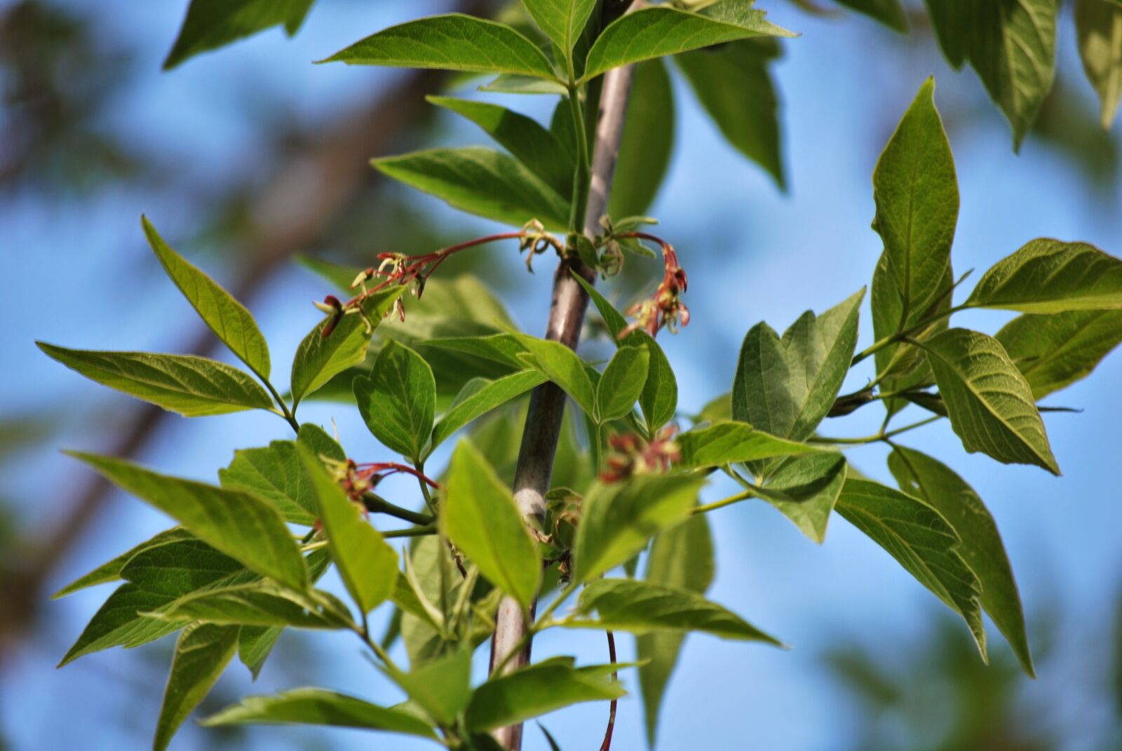 Nikon D60 sample photo. Green, foliage, tree photography