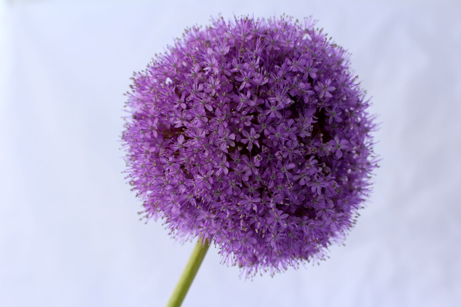 Canon EOS 600D (Rebel EOS T3i / EOS Kiss X5) + Canon EF 50mm F1.4 USM sample photo. Allium, purple, ball photography