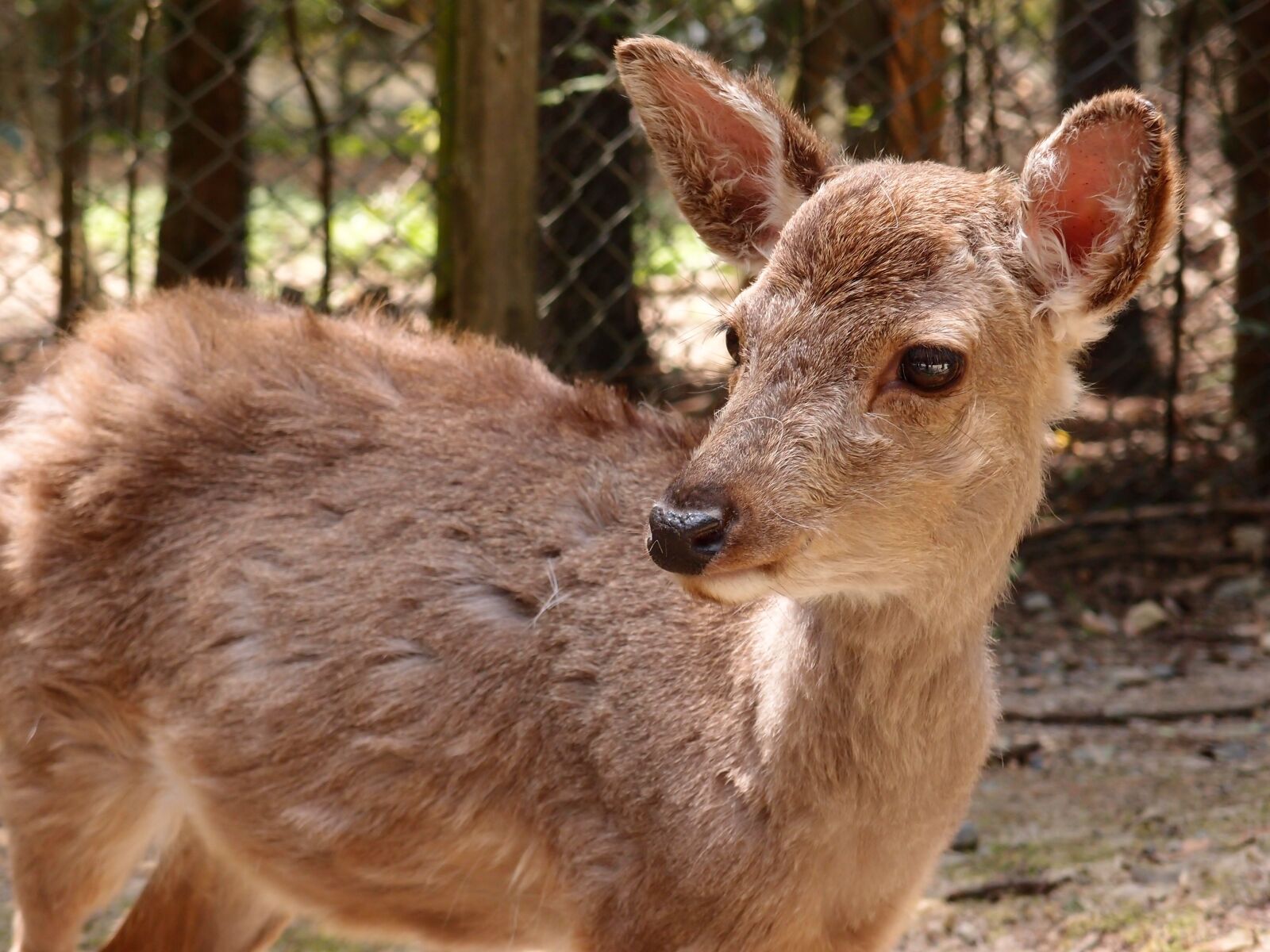 Olympus XZ-1 sample photo. Nara, kasuga grand shrine photography