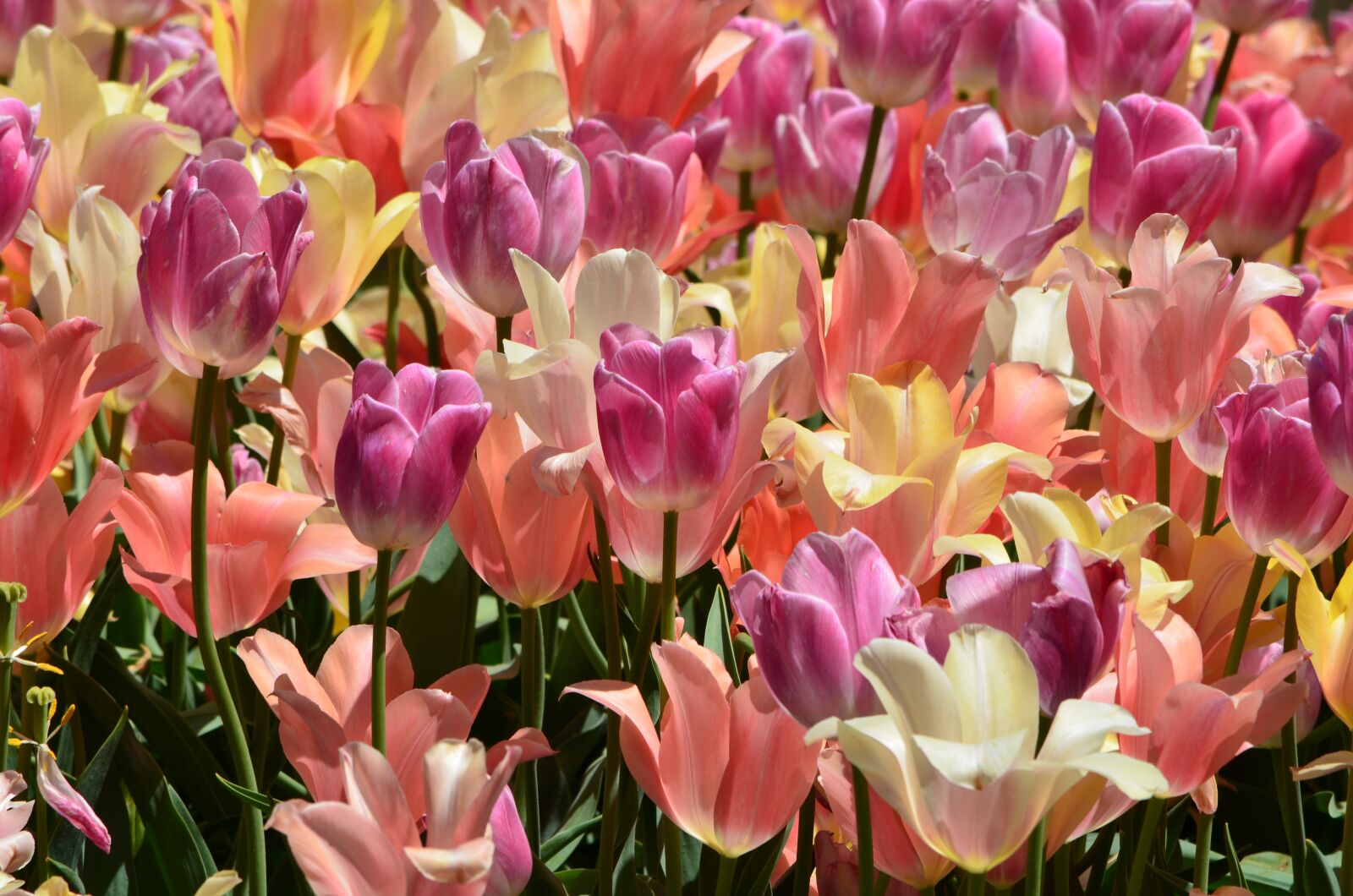 Nikon D5100 sample photo. Pink, tulips, flowers photography