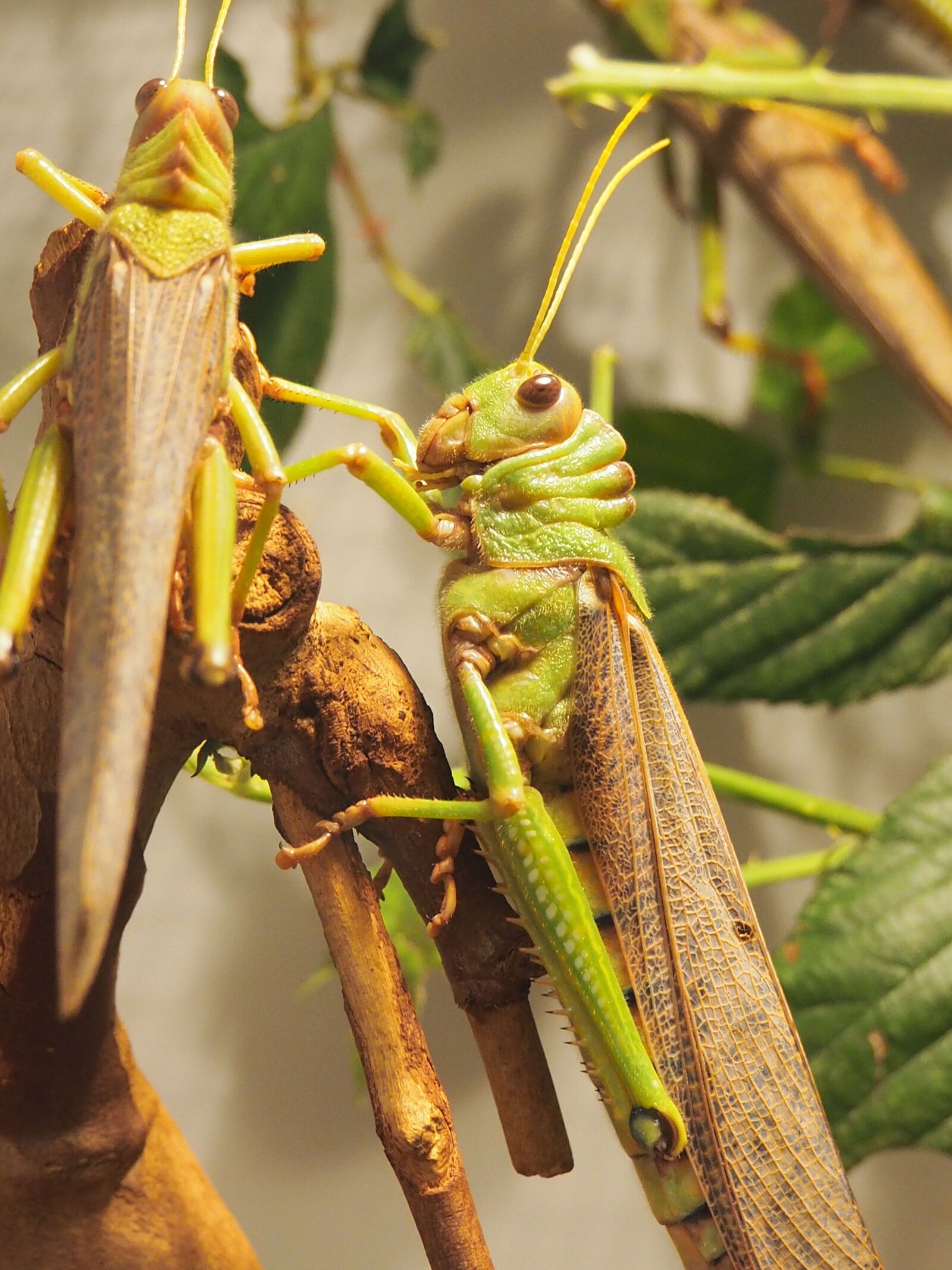 Olympus OM-D E-M10 II sample photo. Animal, grasshopper, insect photography