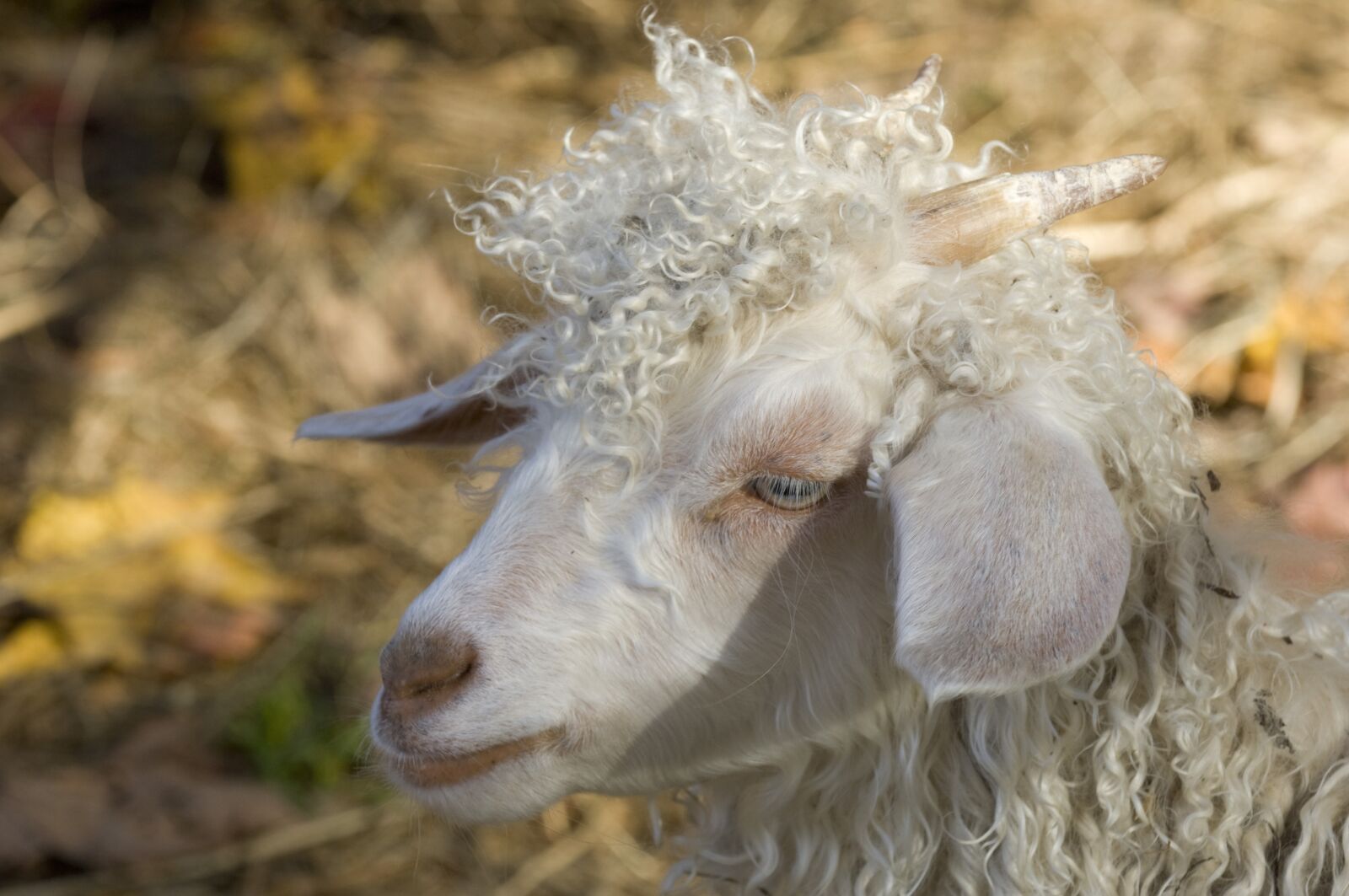 Nikon D2X sample photo. Goat, farm, fall photography