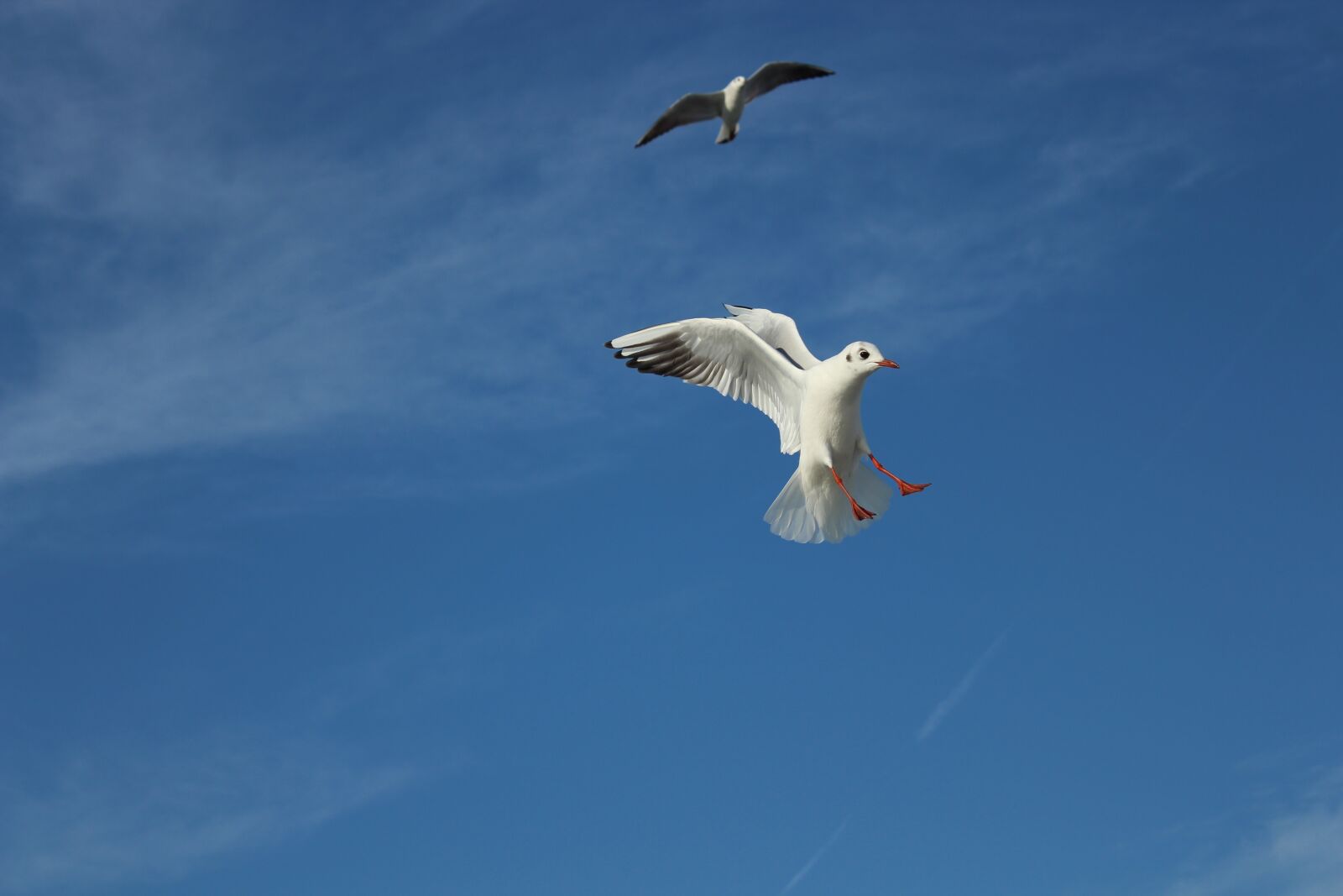 Canon EOS 1300D (EOS Rebel T6 / EOS Kiss X80) sample photo. Seagull, bird, gulls photography