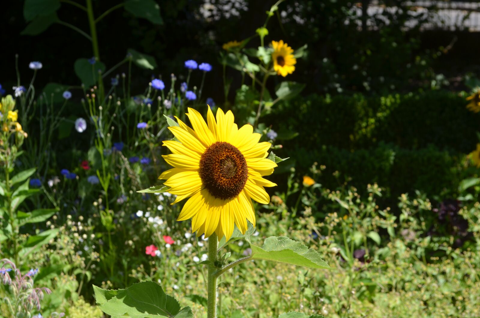 Nikon D5100 sample photo. Sunflower, flowers, garden photography