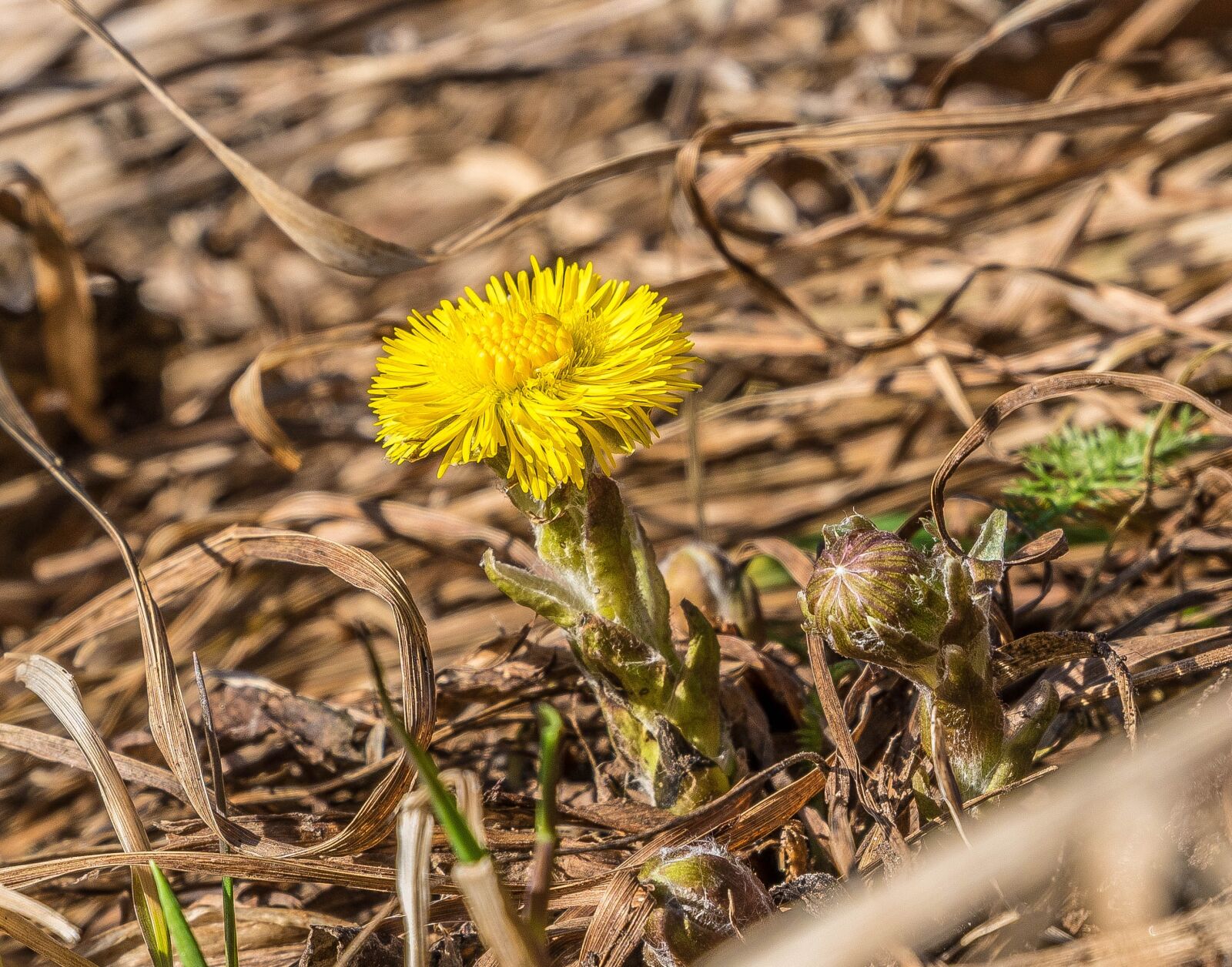 Fujifilm X-A2 + Fujifilm XC 16-50mm F3.5-5.6 OIS II sample photo. Spring, mother and stepmother photography