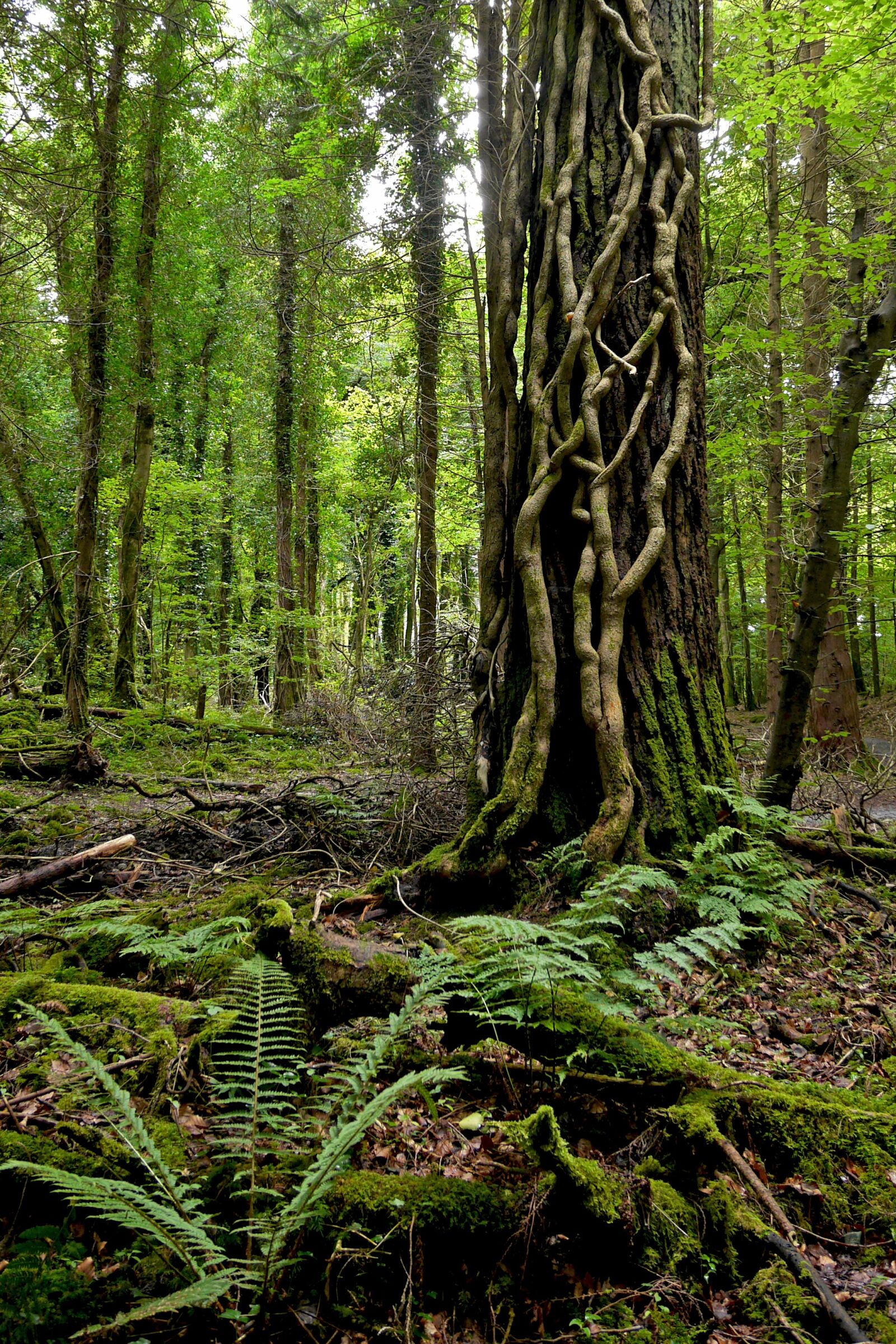Panasonic Lumix DMC-GH3 sample photo. Ireland, forest, tree photography