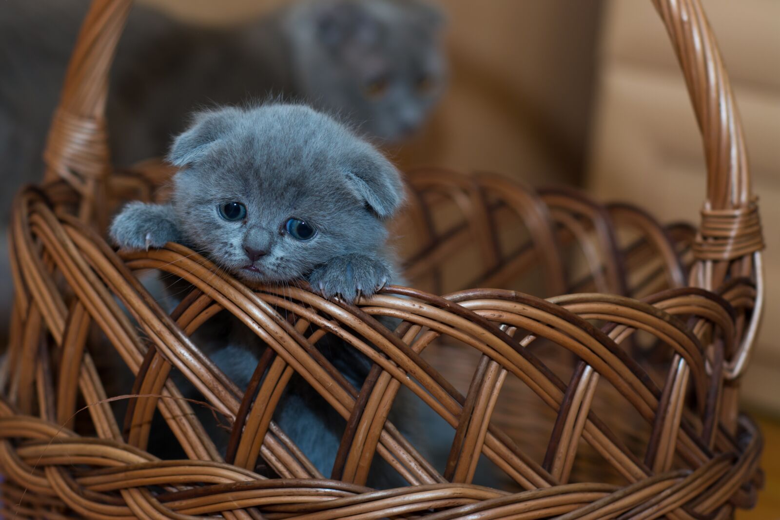 Nikon D7100 sample photo. Adorable, animal, basket photography
