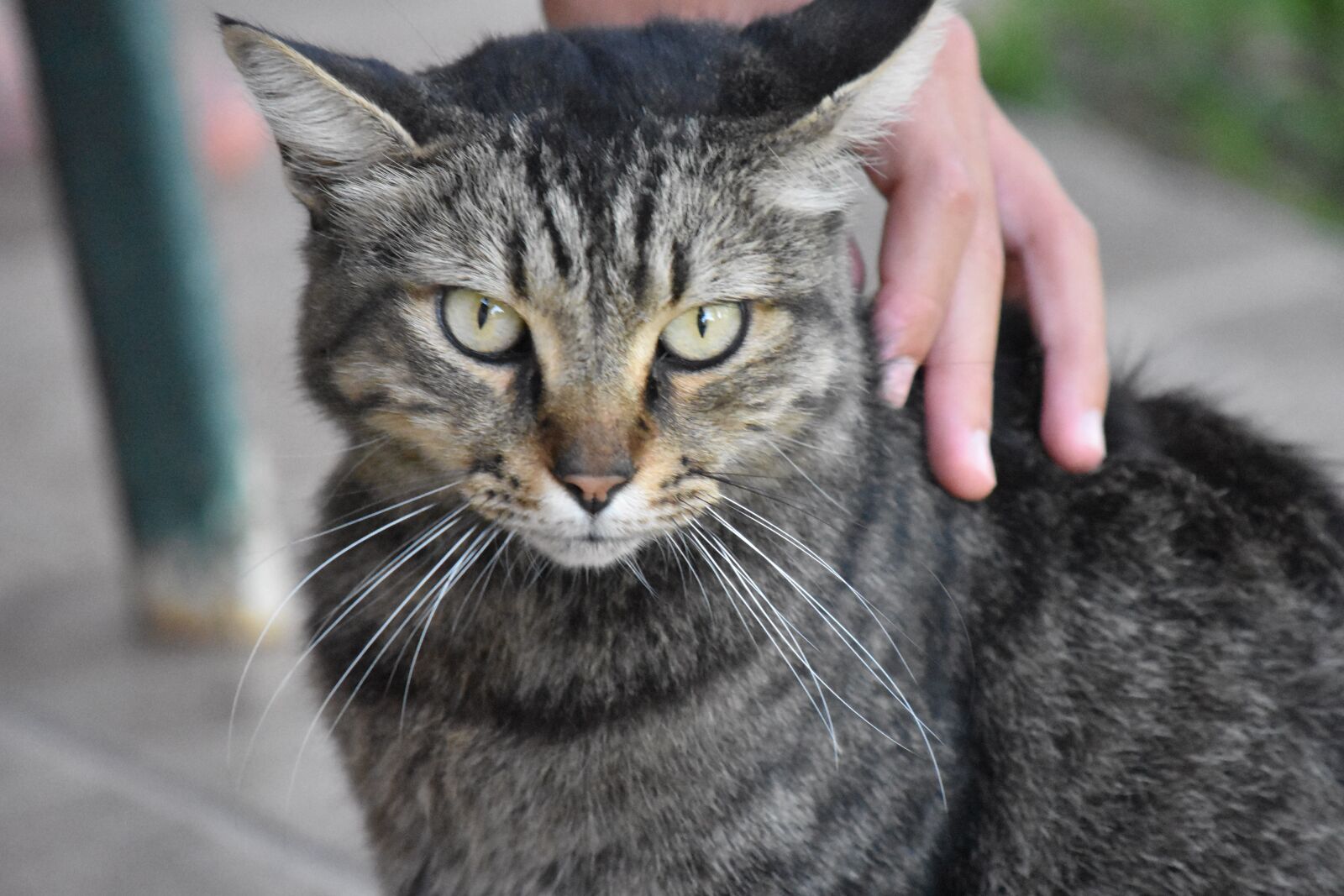 Nikon D3400 sample photo. Cat, cute, gray photography