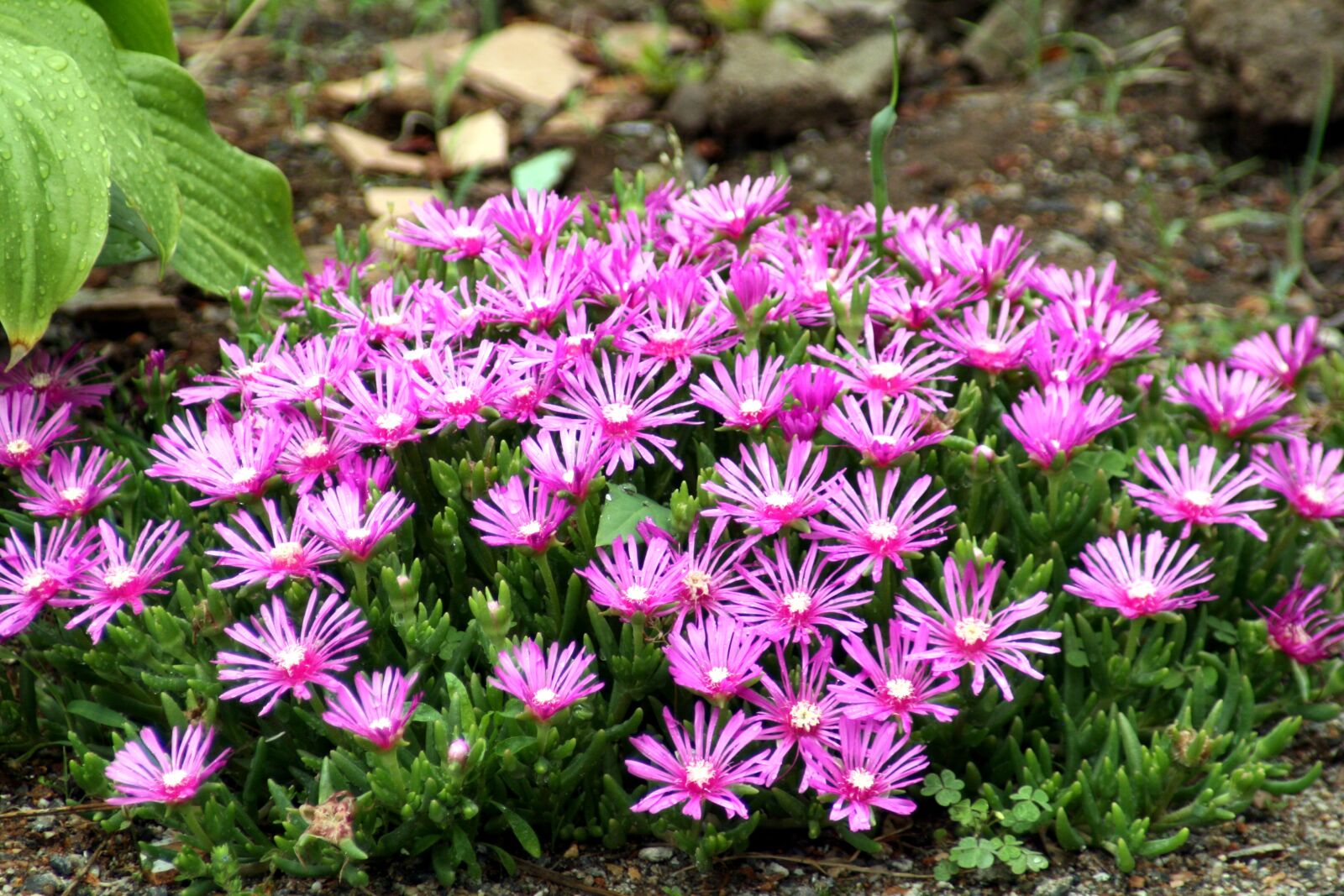 Canon EOS 400D (EOS Digital Rebel XTi / EOS Kiss Digital X) sample photo. Pink, flowers, nature photography