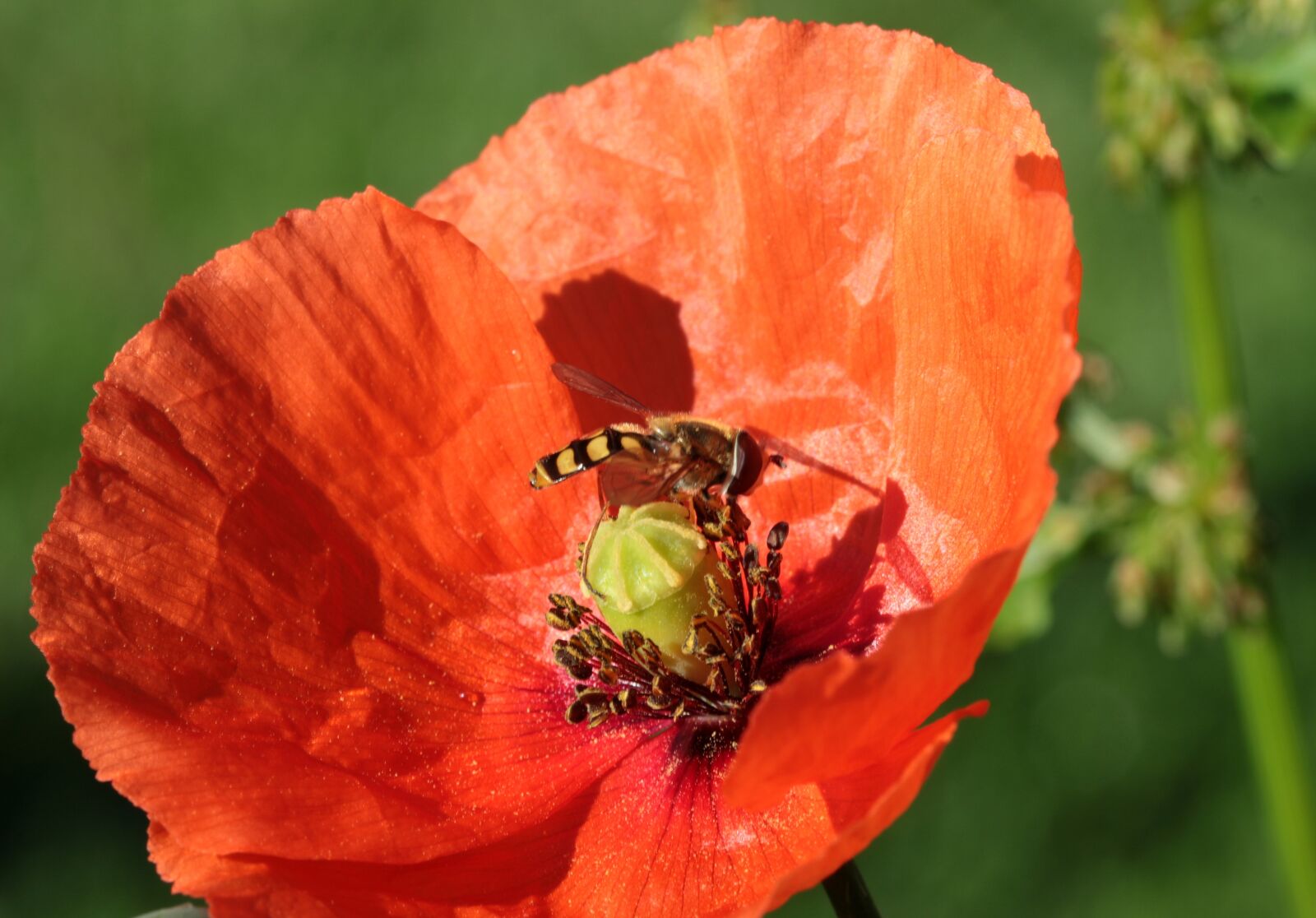 Canon EOS 650D (EOS Rebel T4i / EOS Kiss X6i) sample photo. Poppy, klatschmohn, poppy flower photography