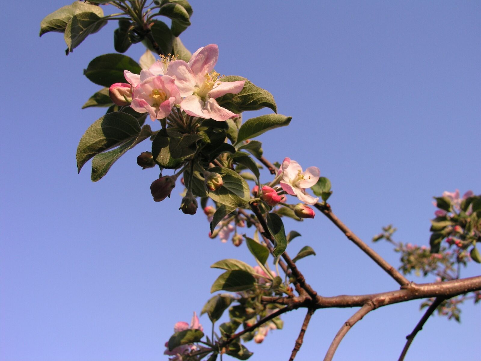Olympus C5050Z sample photo. Blossoming, apple, tree photography