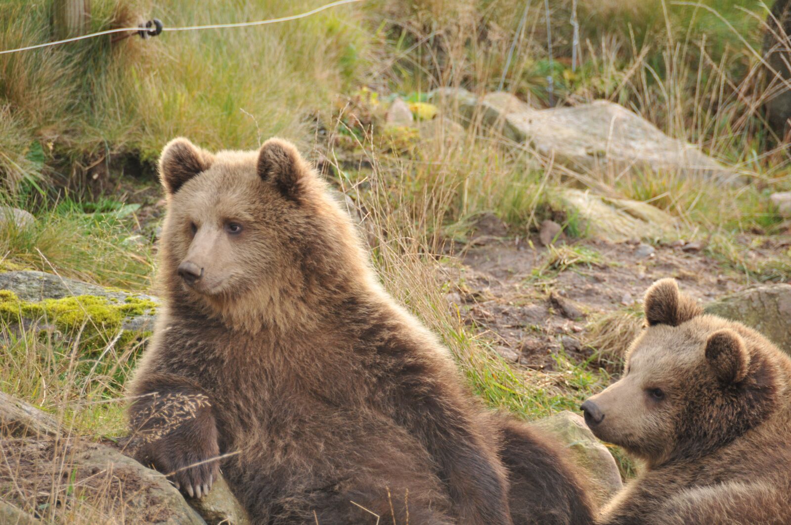 Nikon D300S sample photo. Bear, zoo, autumn photography
