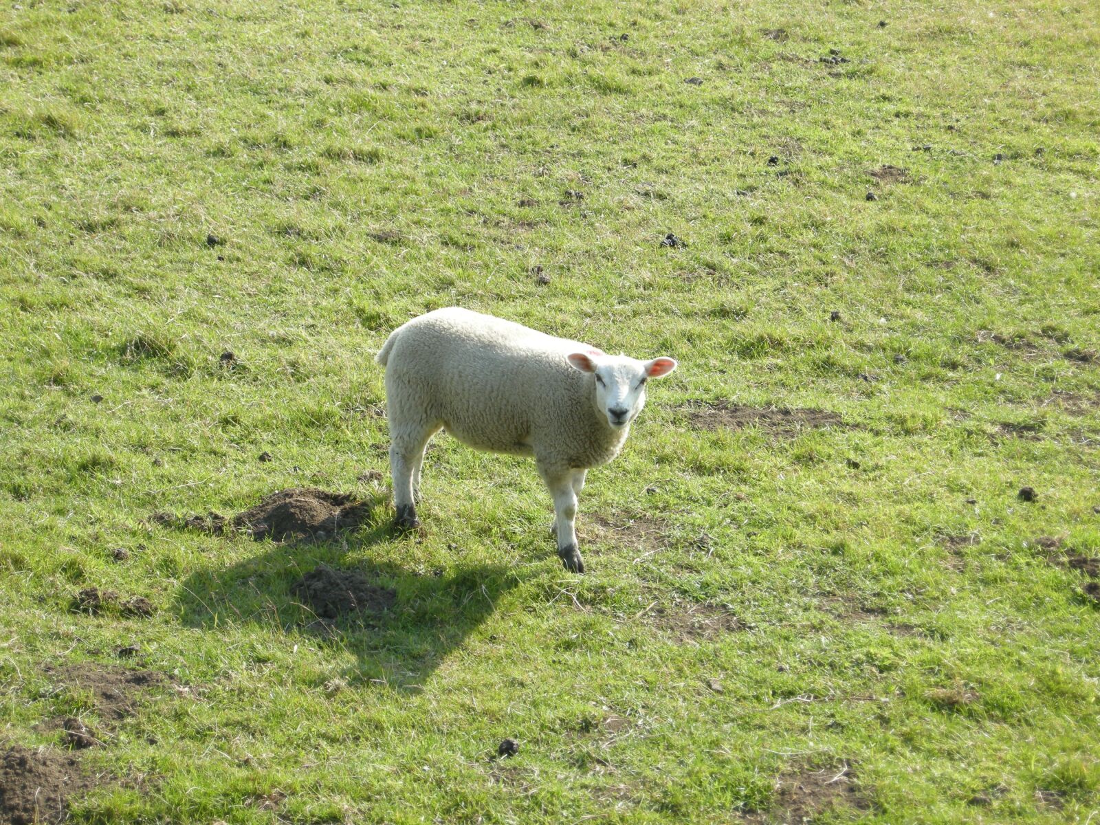 Nikon COOLPIX P5100 sample photo. Sheep, eating, wool photography