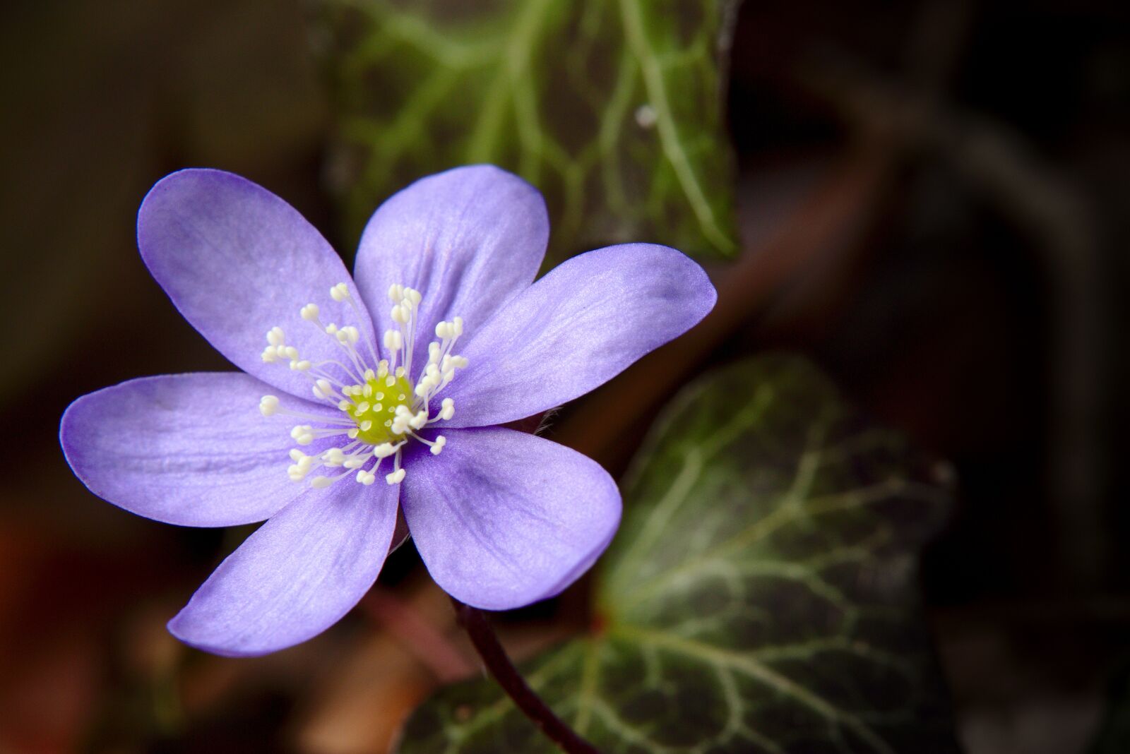 Canon EOS M5 + Canon EF-M 18-150mm F3.5-6.3 IS STM sample photo. Spring, anemone, hepatica photography