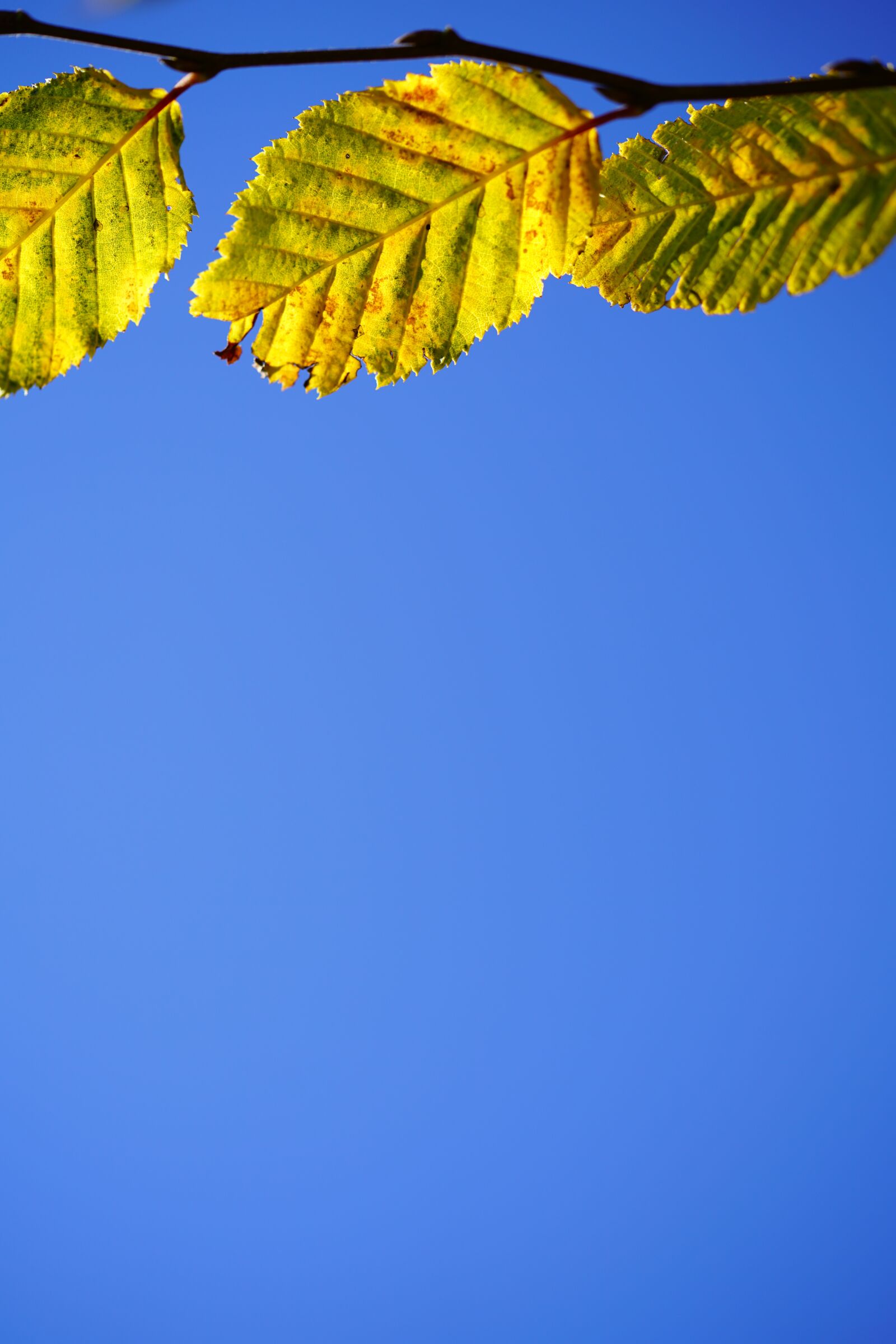Sony a7R II + Sony FE 90mm F2.8 Macro G OSS sample photo. Leaves, fall color, fall photography