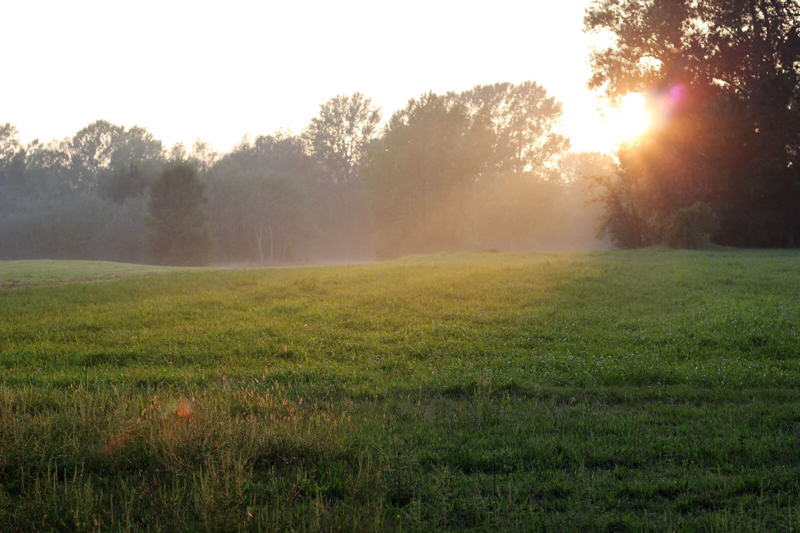 Canon EOS 550D (EOS Rebel T2i / EOS Kiss X4) sample photo. Season, autumn, foggy photography