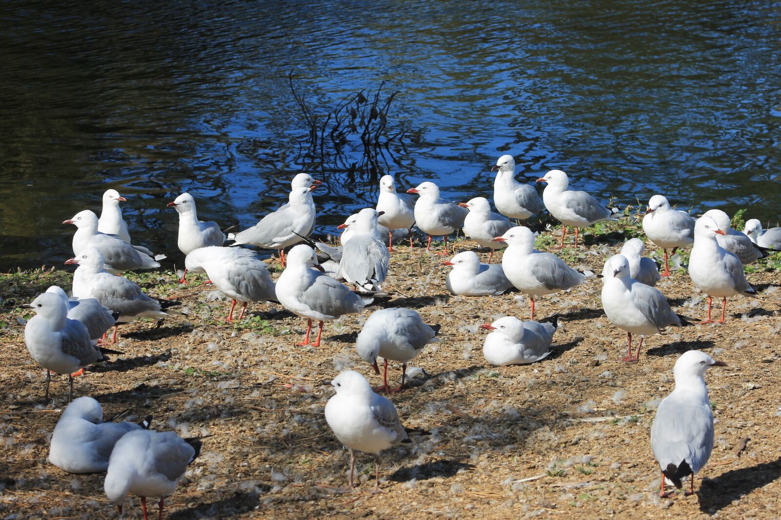 Canon EF75-300mm f/4-5.6 sample photo. Water, seagull, scenic photography