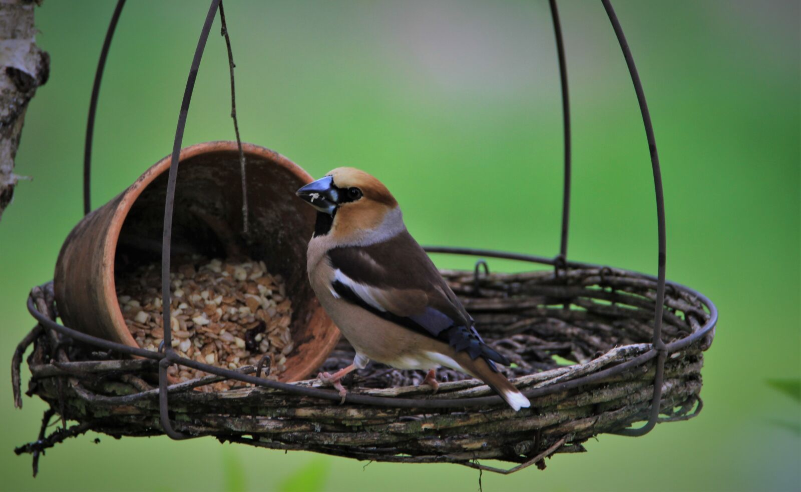 Tamron SP 150-600mm F5-6.3 Di VC USD sample photo. Core beisser, bird, songbird photography