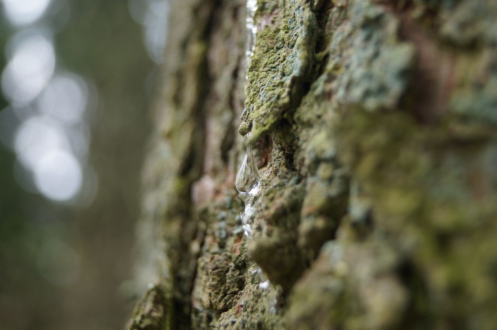 Sony SLT-A57 sample photo. Resin, bark, wood photography