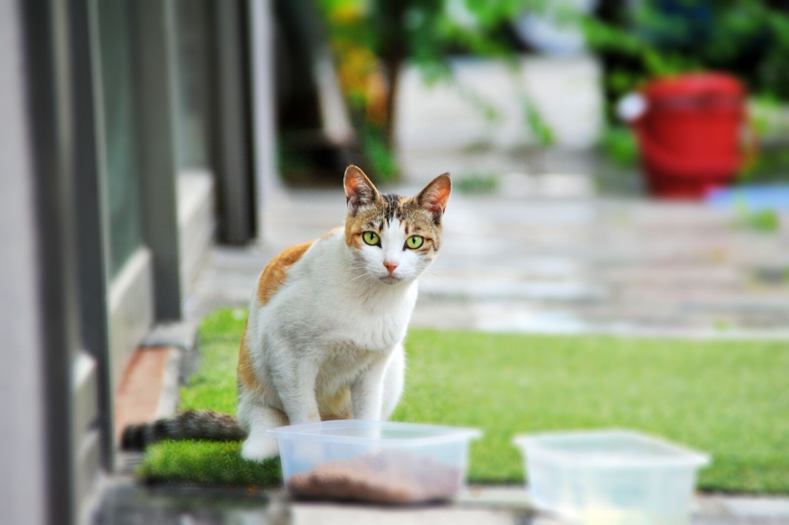 Nikon D700 sample photo. Cat, street cat, gilnyangyi photography