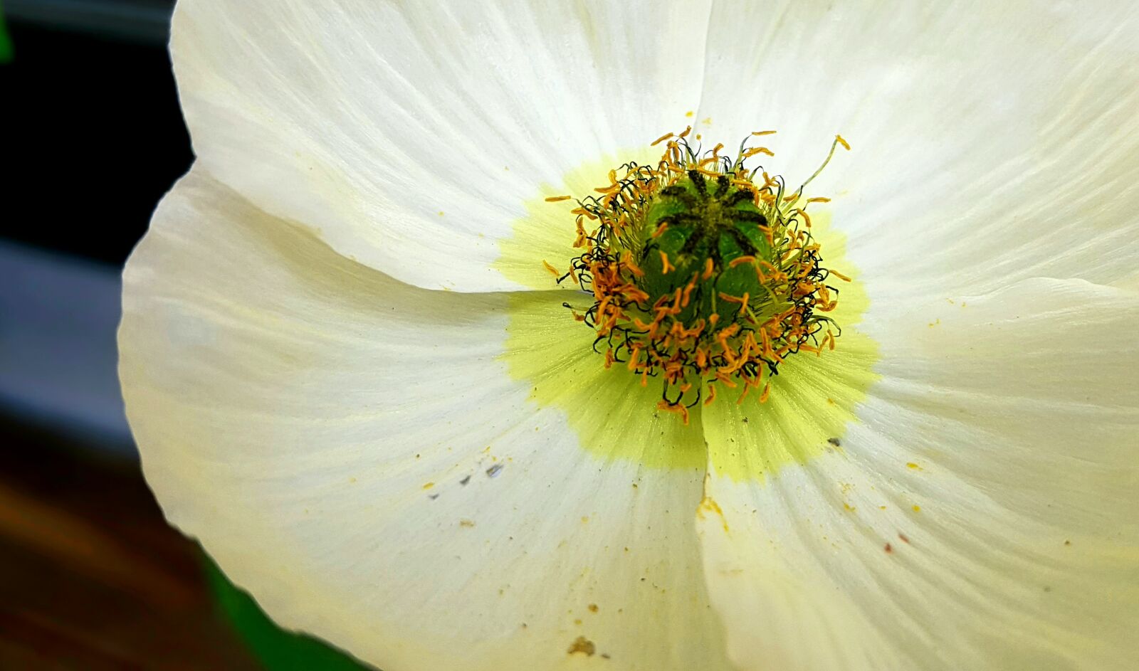 Samsung Galaxy S7 sample photo. Poppy flower, blossom, bloom photography