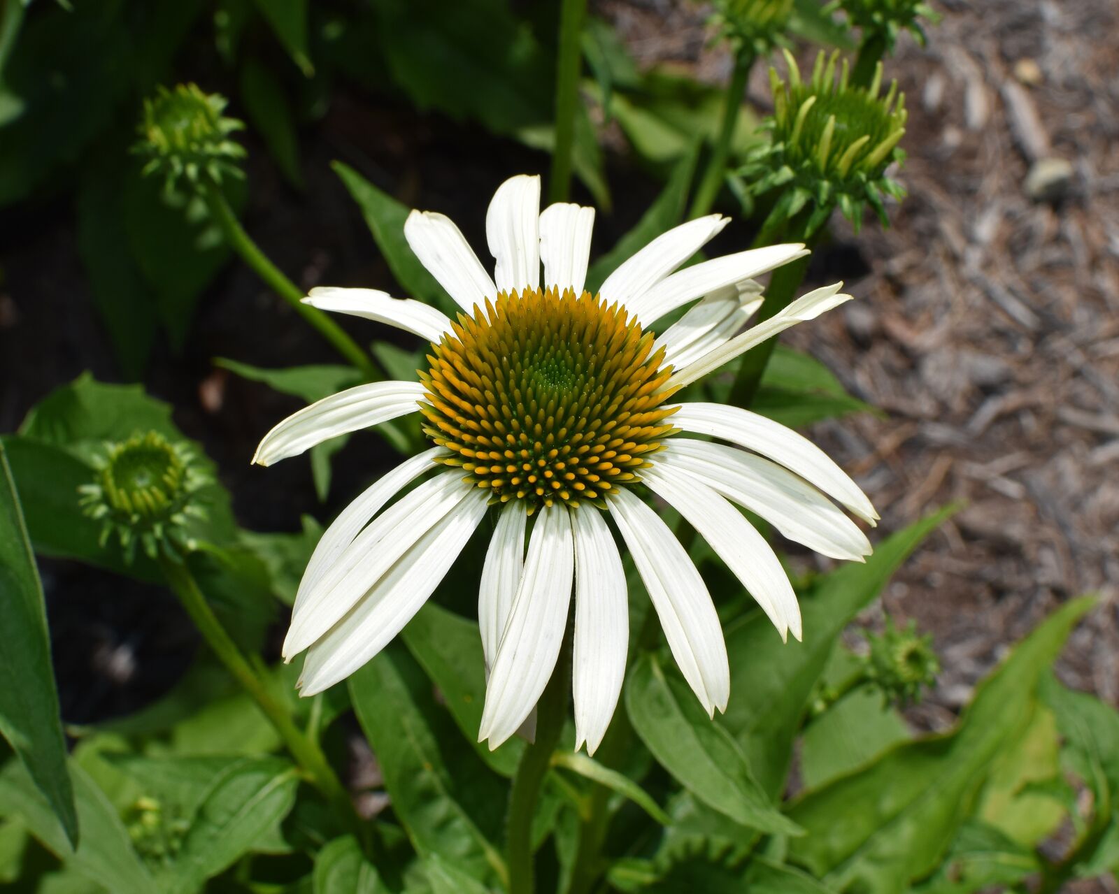 Nikon D3300 sample photo. White echinacea, echinacea, cone photography