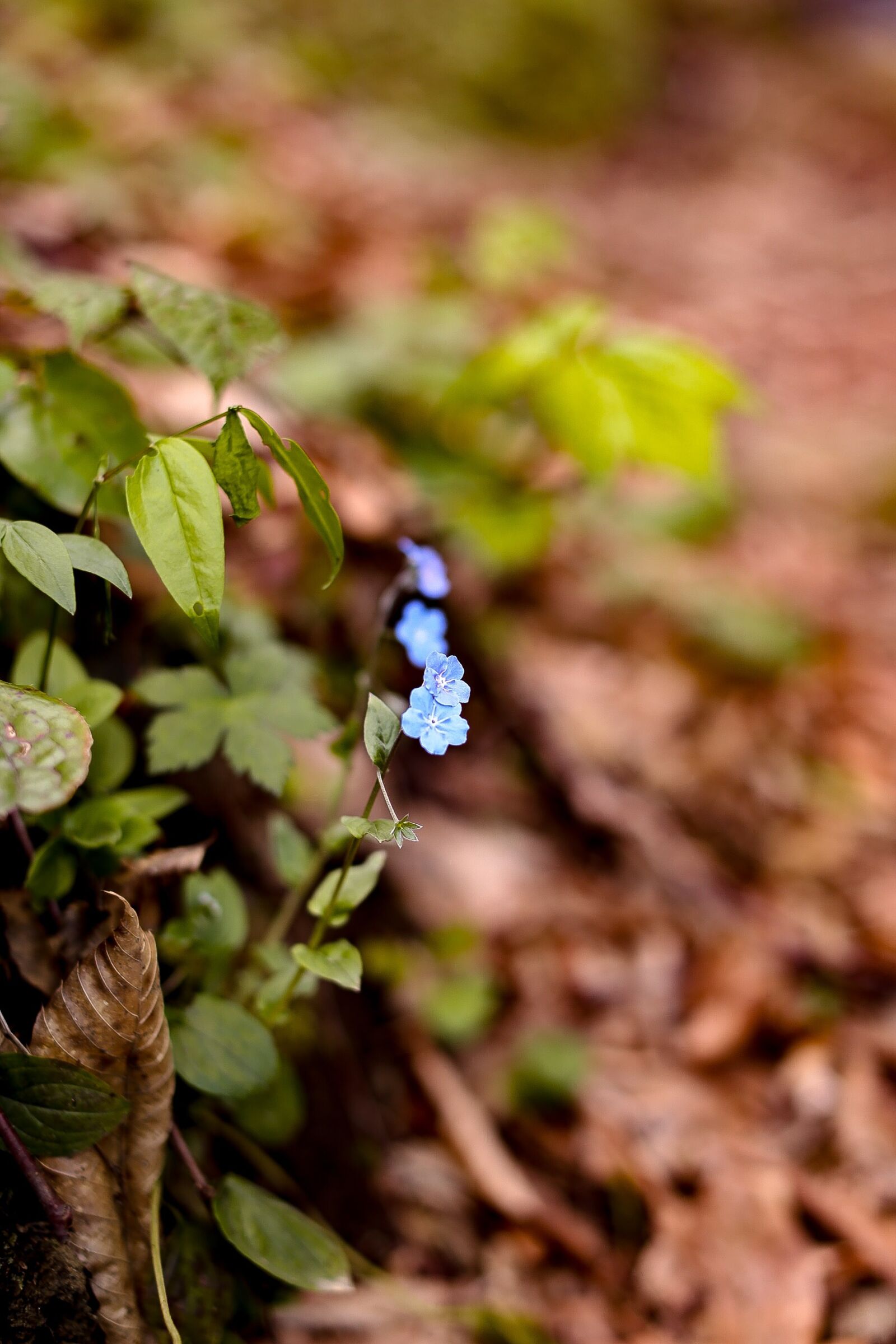 Canon EOS 6D + Canon EF 50mm F1.2L USM sample photo. Nature, leaves, outdoor photography