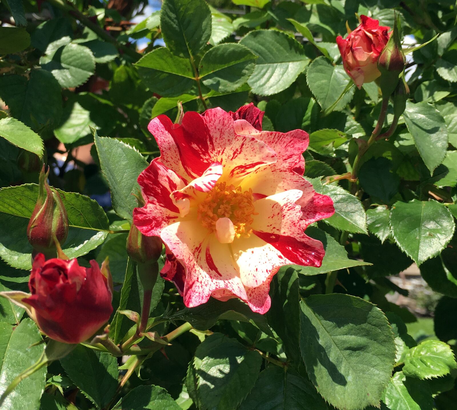 Apple iPhone 6s sample photo. Rose bush, rose, garden photography