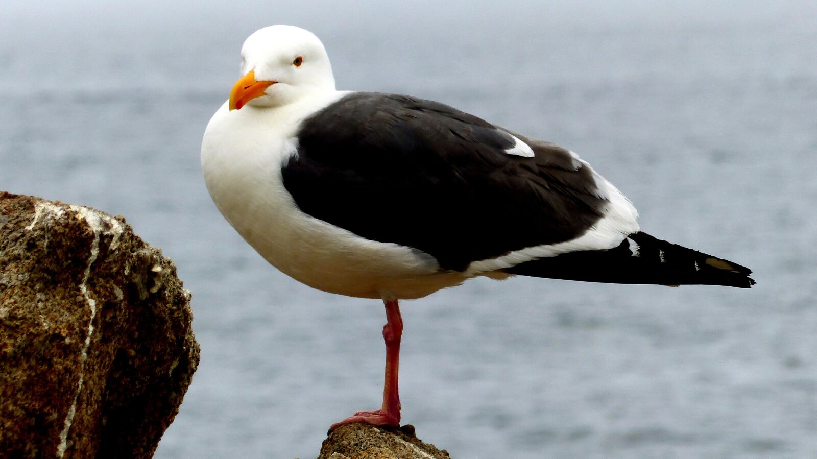 Panasonic Lumix DMC-FZ200 sample photo. Seagull, bird, rock photography