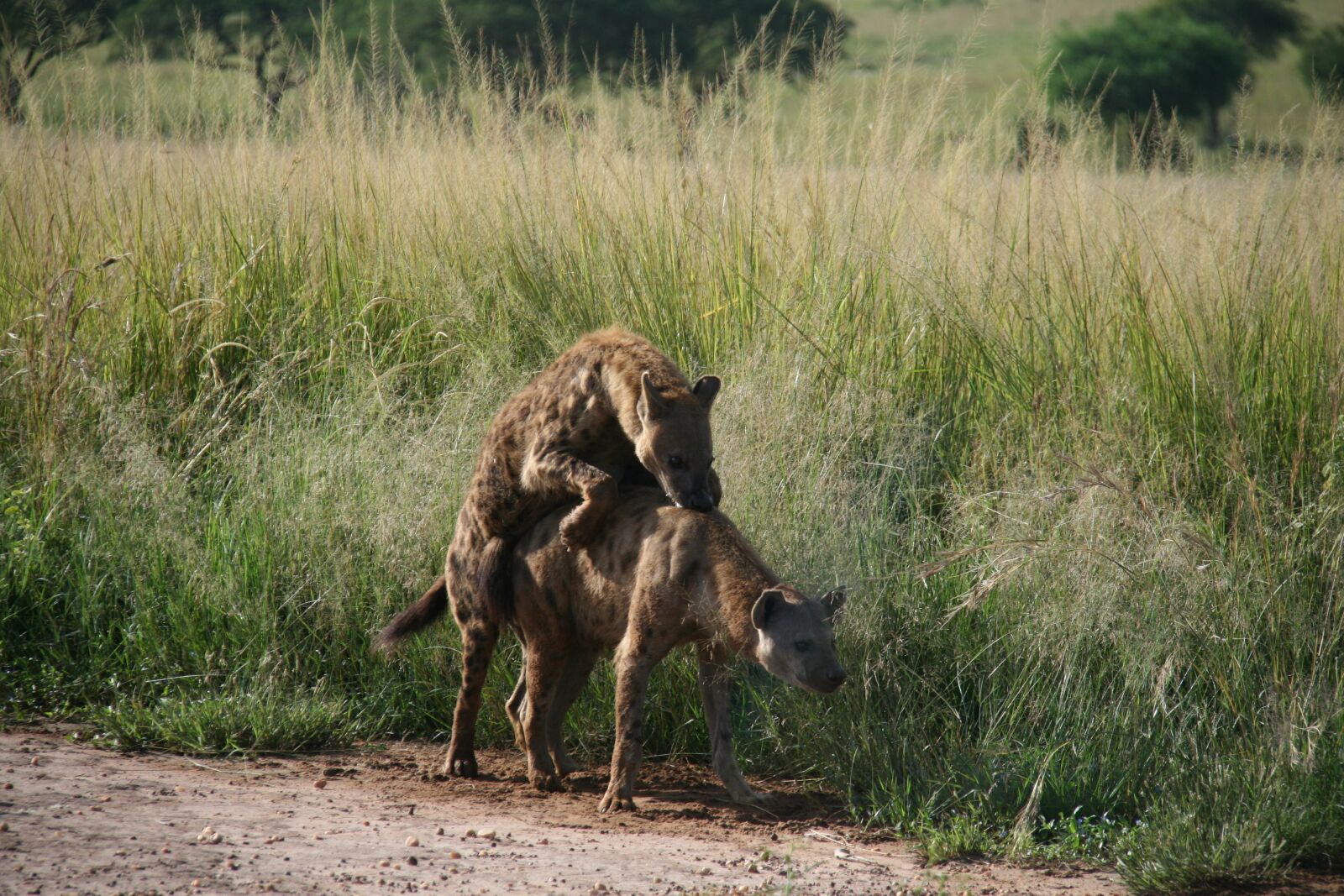 Canon EOS 400D (EOS Digital Rebel XTi / EOS Kiss Digital X) sample photo. Hyena, africa, pairing photography