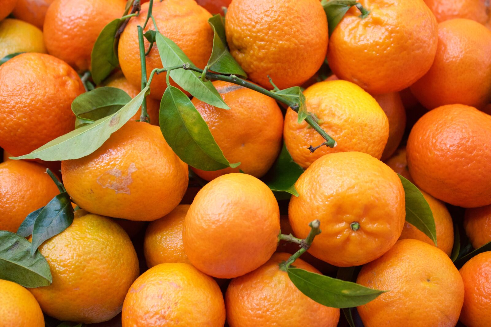 Canon EOS 600D (Rebel EOS T3i / EOS Kiss X5) sample photo. Oranges, fruit, citrus photography