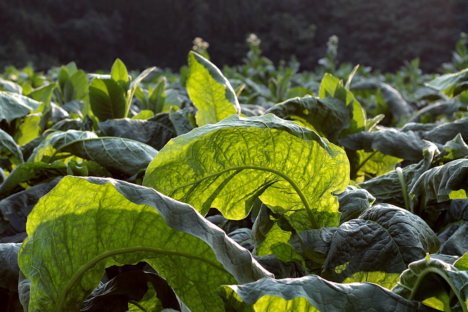 Canon EOS 1300D (EOS Rebel T6 / EOS Kiss X80) sample photo. Tobacco, broadleaf, green photography