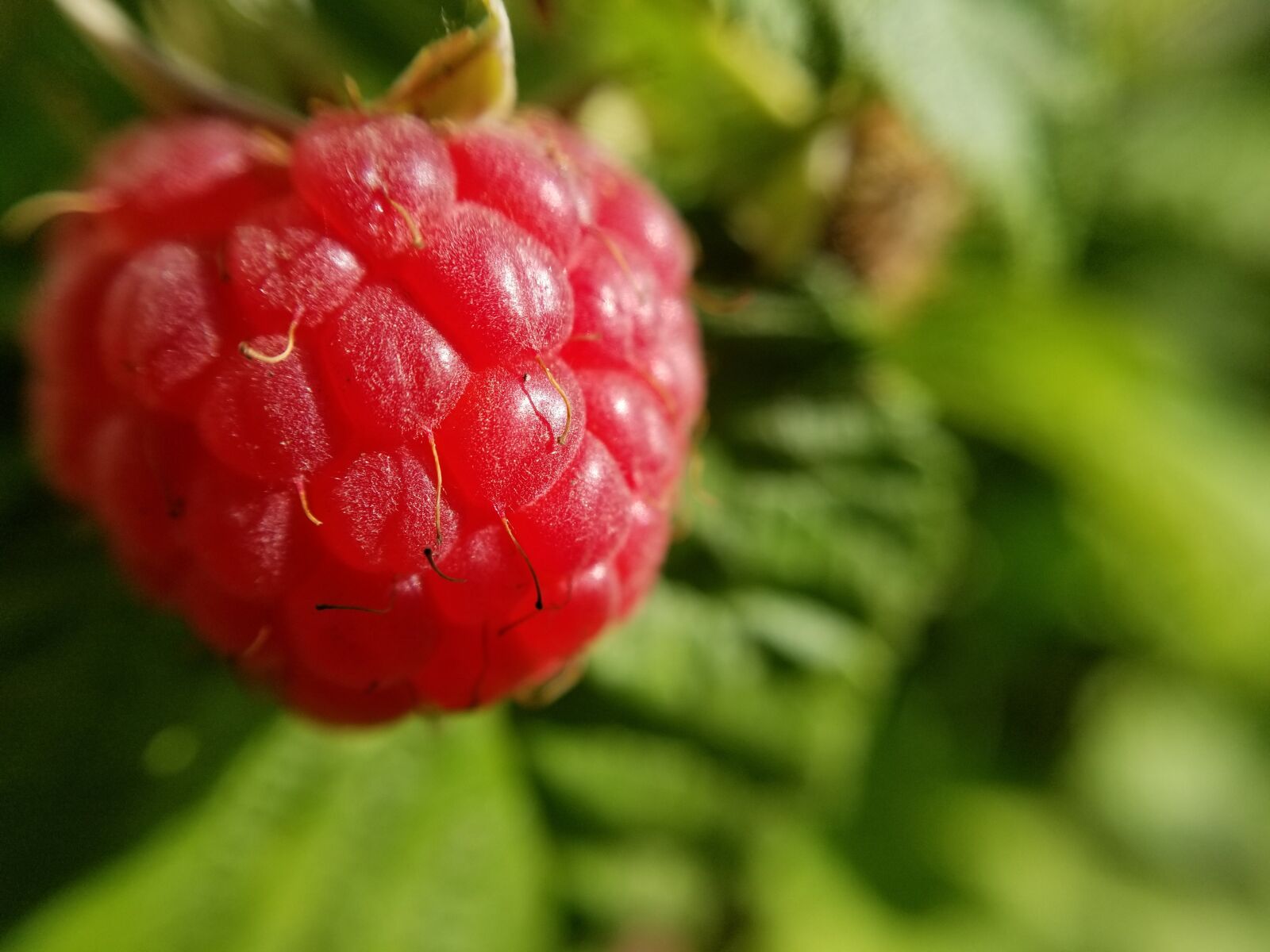 Samsung Galaxy S8+ sample photo. Raspberry, berry, fruit photography