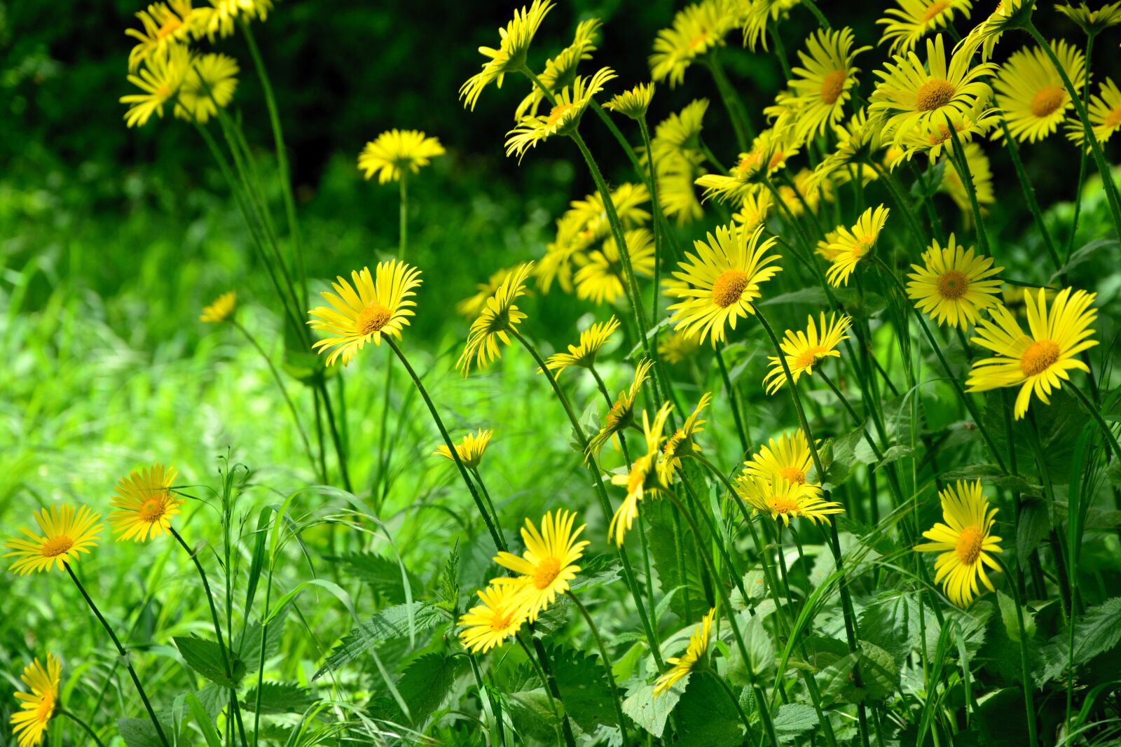Nikon D5200 sample photo. Daisies, yellow daisies, flowers photography
