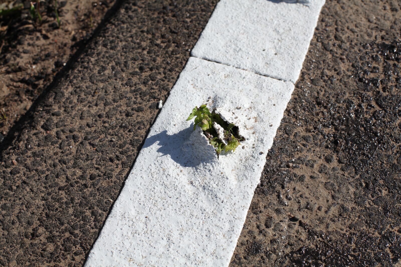 Canon EOS 5D Mark II sample photo. Plant, breakthrough, asphalt photography