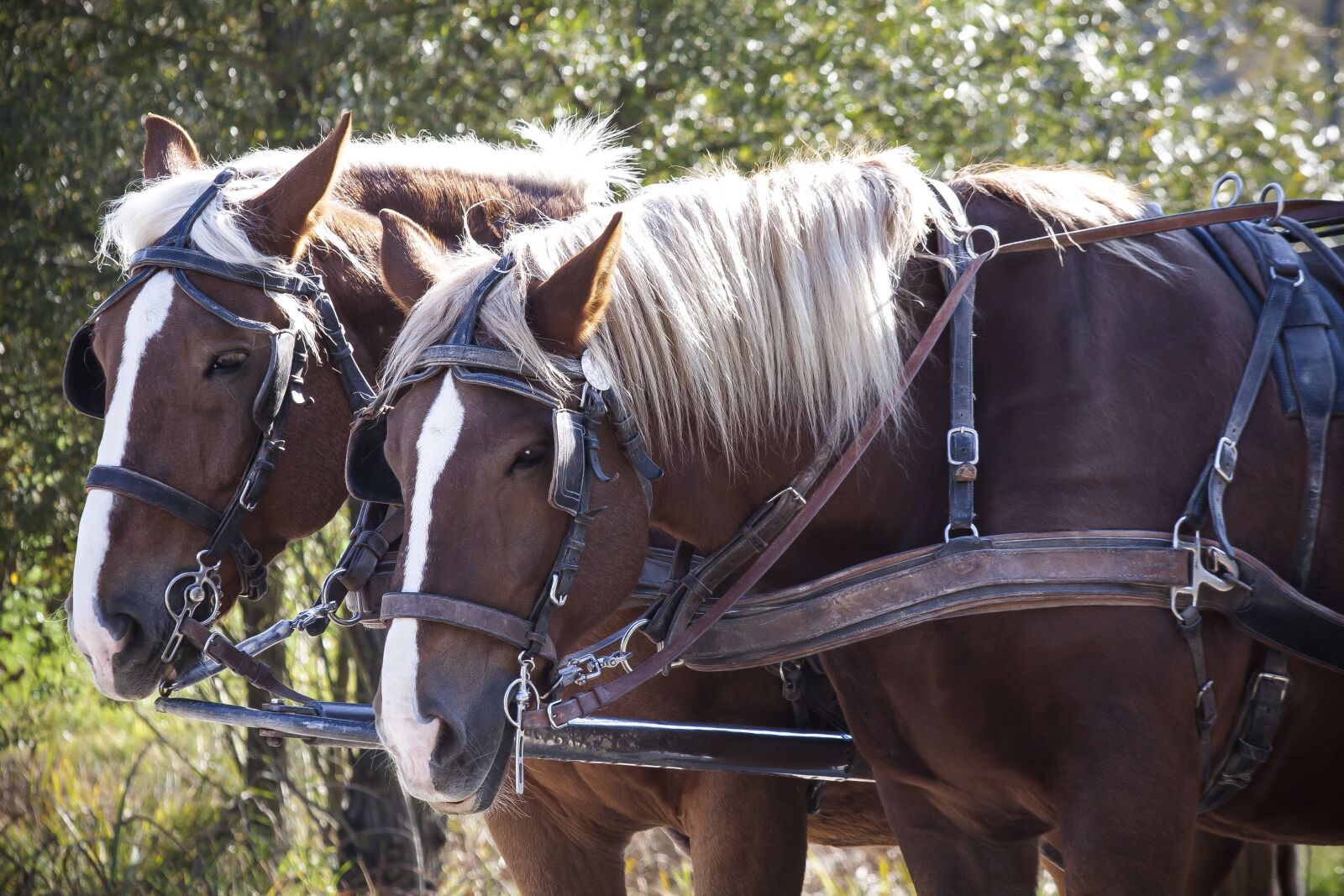 Canon EOS 50D sample photo. Team, horse, haflinger photography