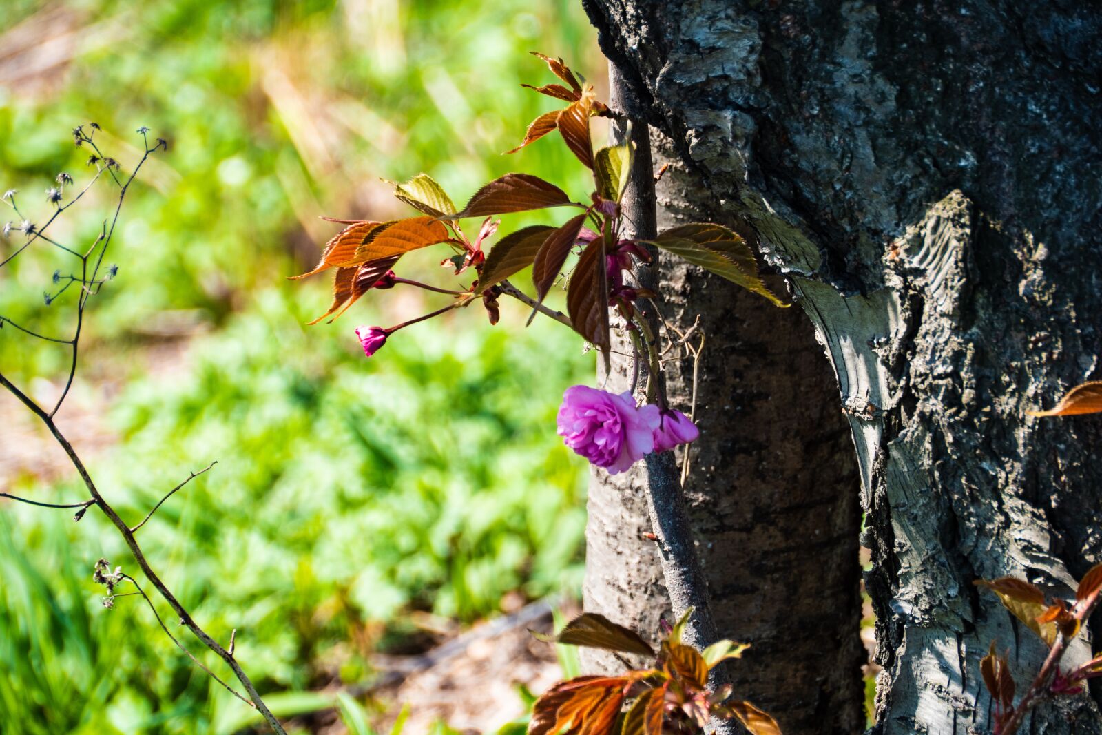 Panasonic Lumix DC-G9 sample photo. Cherry, spring, nature photography