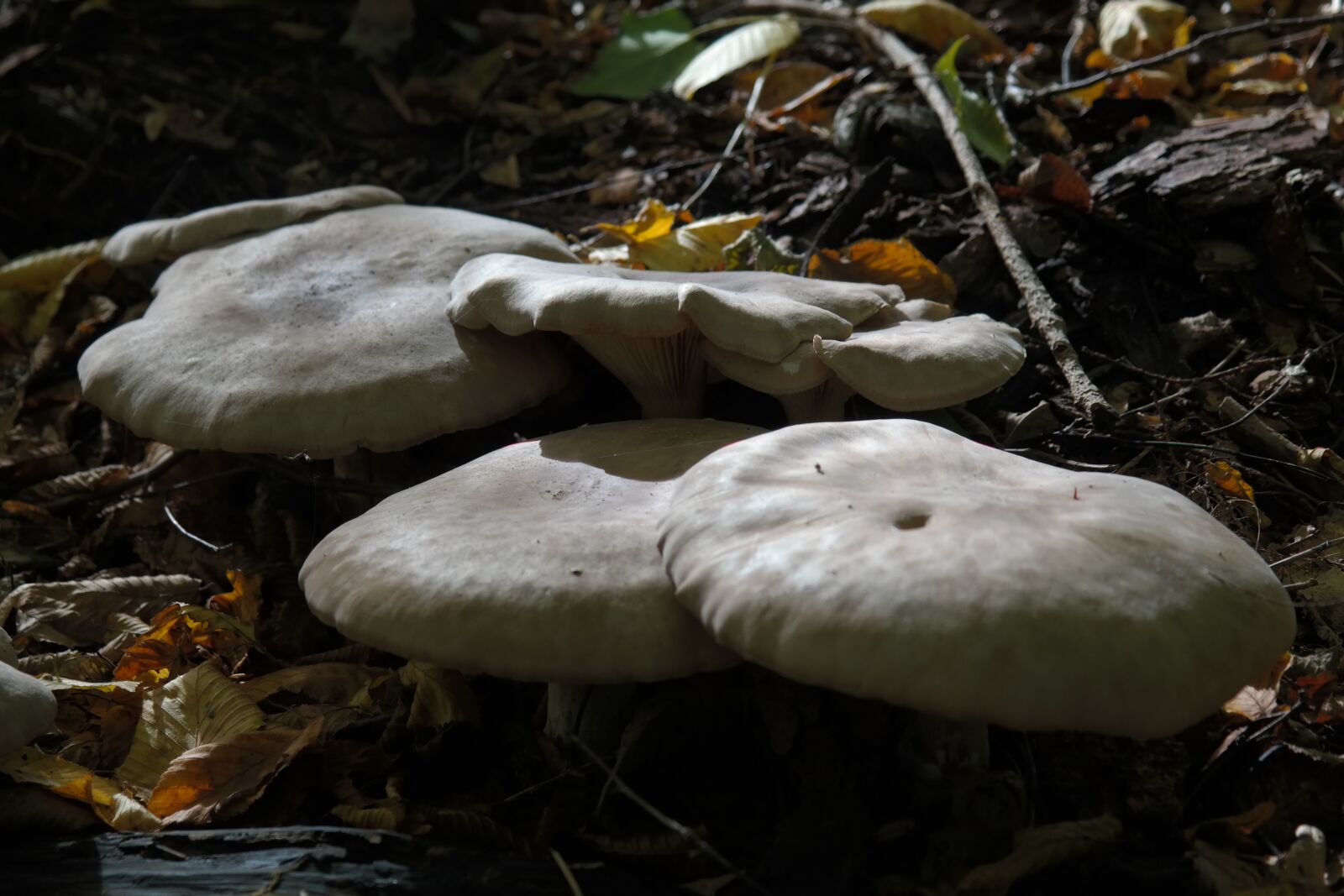 Samsung NX300 sample photo. Mushrooms, forest, forest mushrooms photography