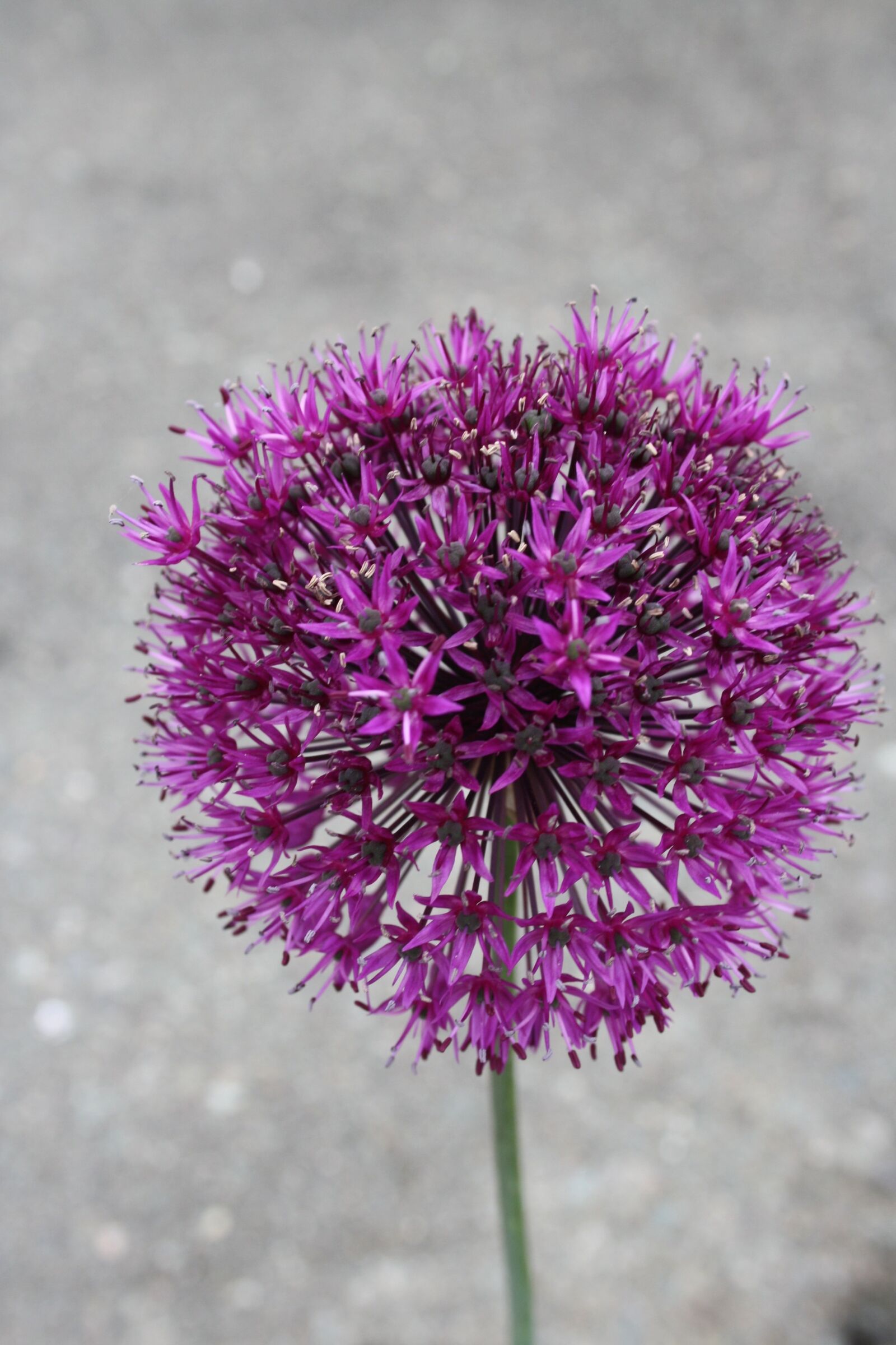 Canon EOS 1000D (EOS Digital Rebel XS / EOS Kiss F) sample photo. Purple, flower, garden photography