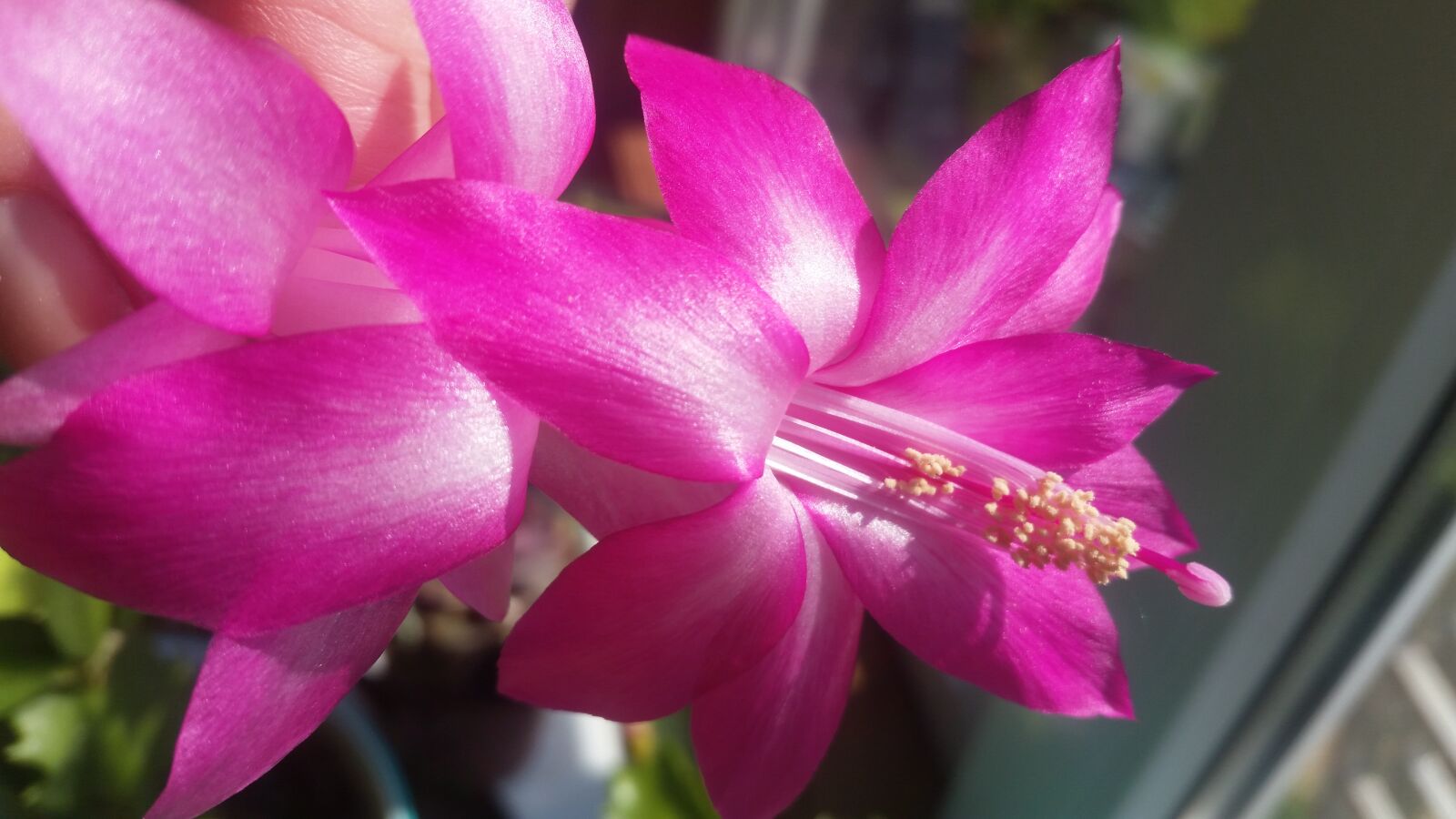 Samsung Galaxy S5 sample photo. Decembrist, flower, may photography