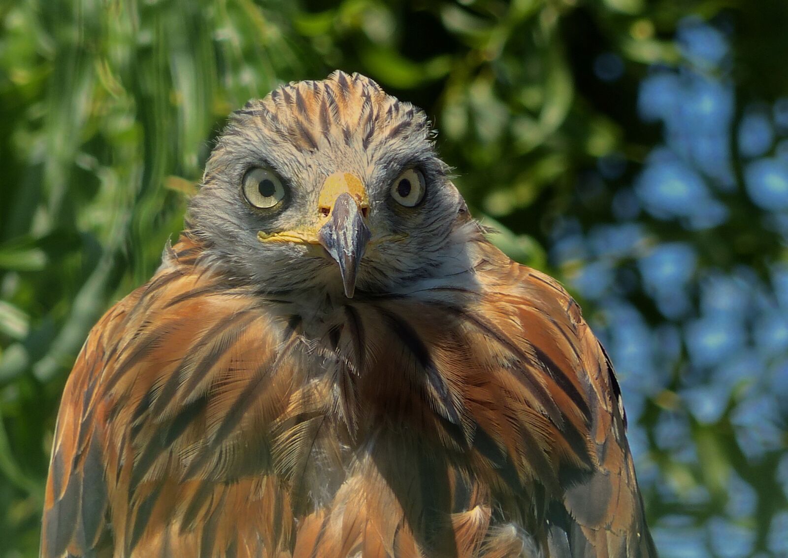 Panasonic Lumix DMC-FZ200 sample photo. Eagle, face, look photography