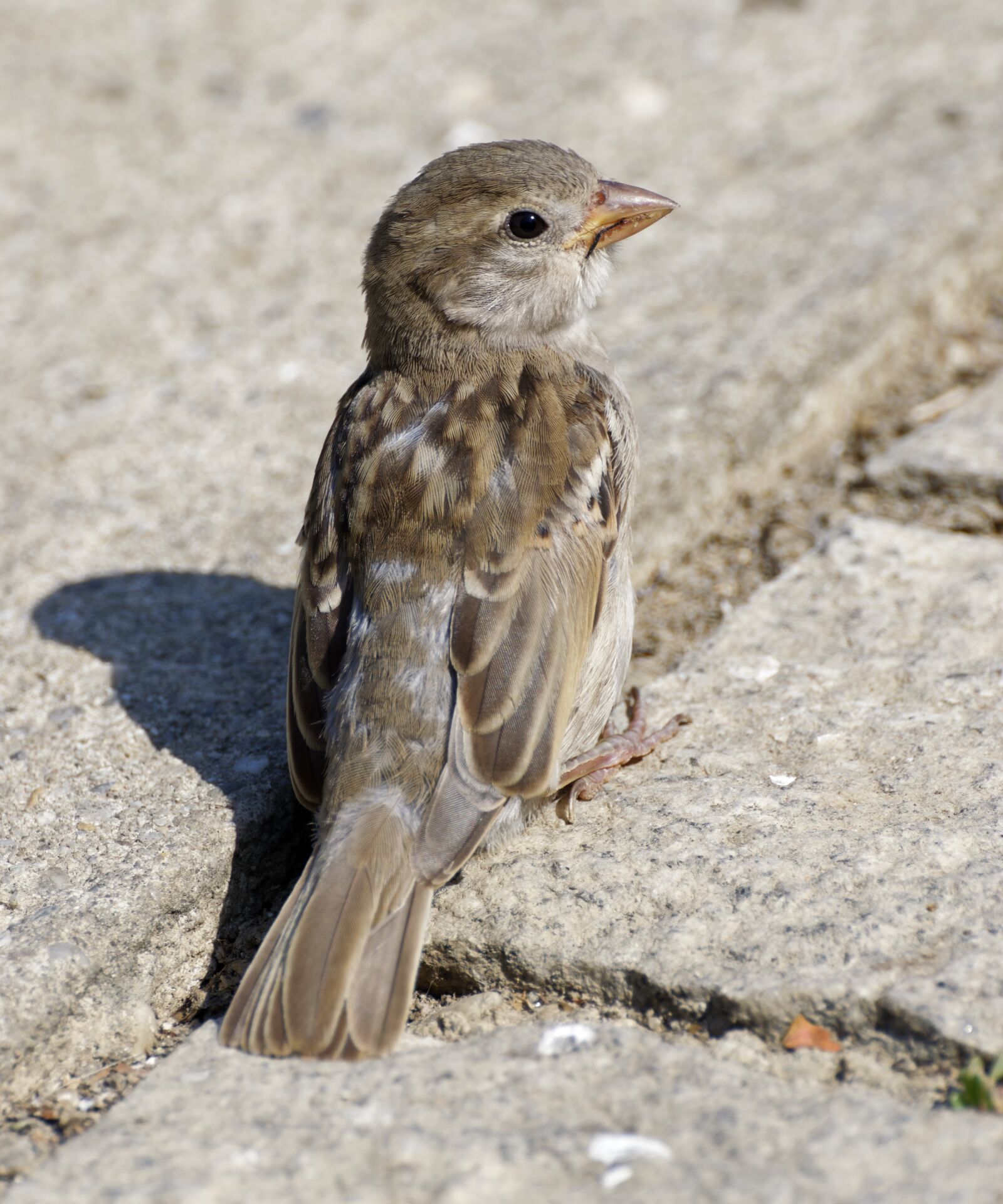 Nikon D5300 sample photo. Sparrow, bird, small photography