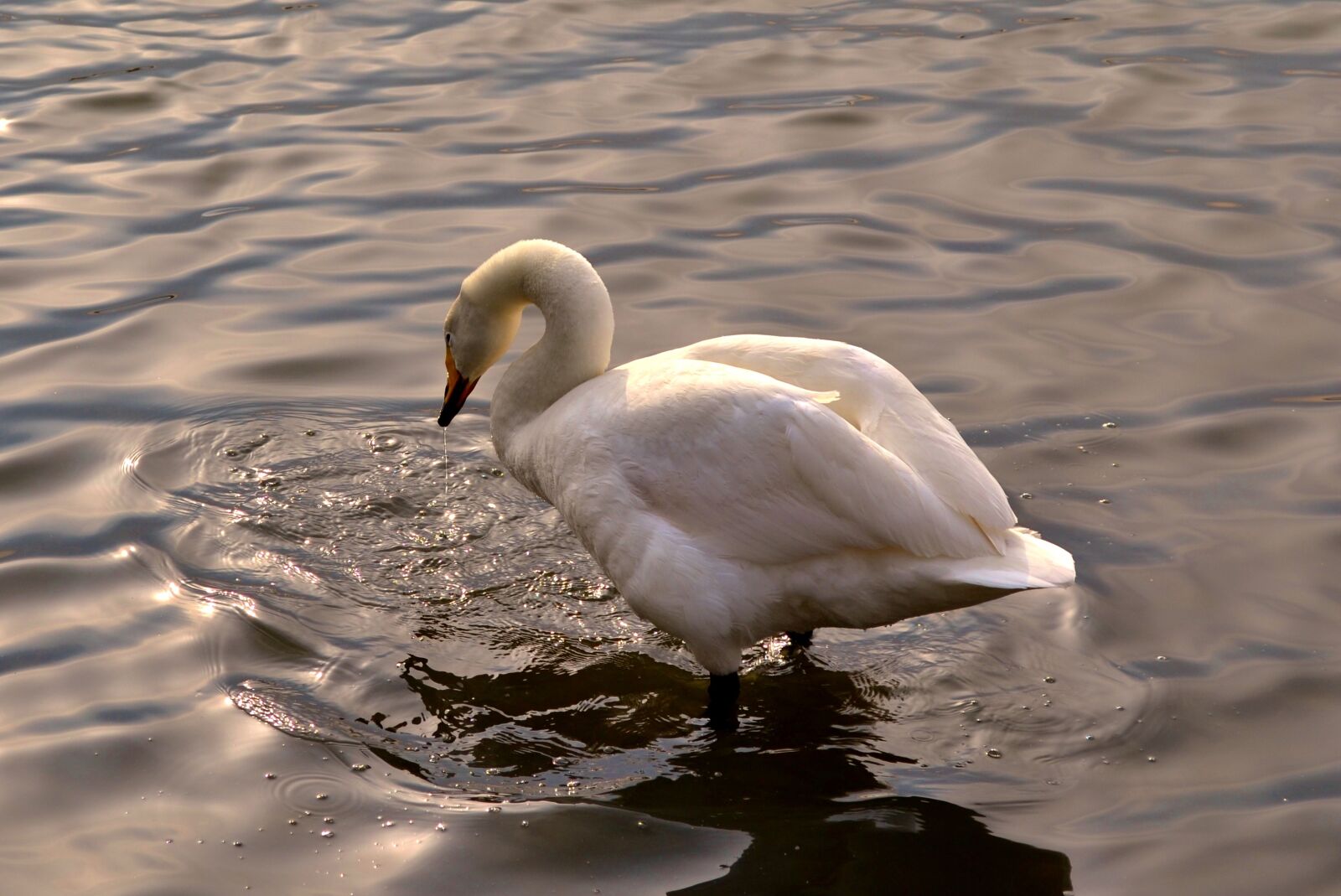Nikon D3100 sample photo. Birds, body of water photography