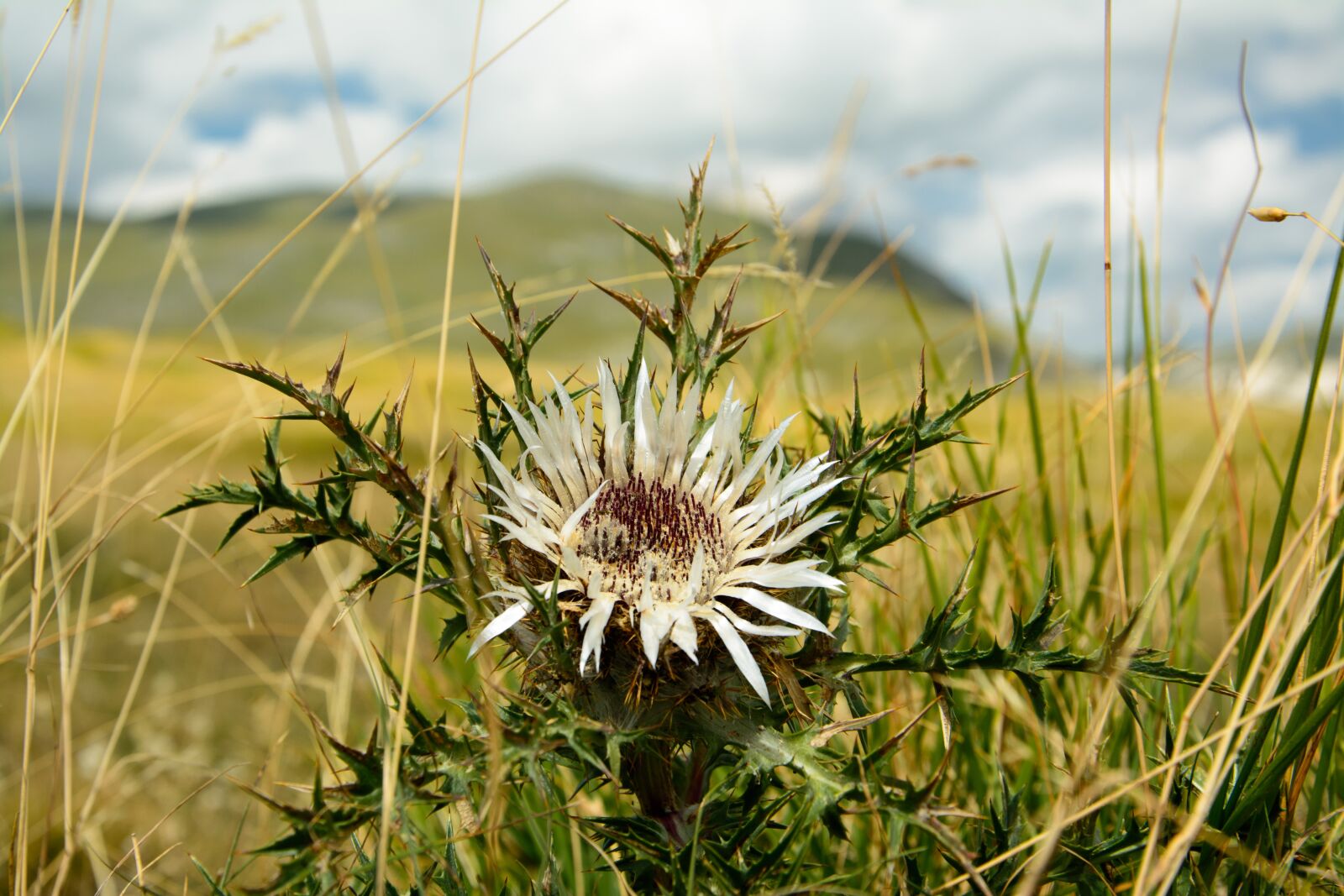 Nikon D5200 sample photo. Thistle, nature, abruzzo photography