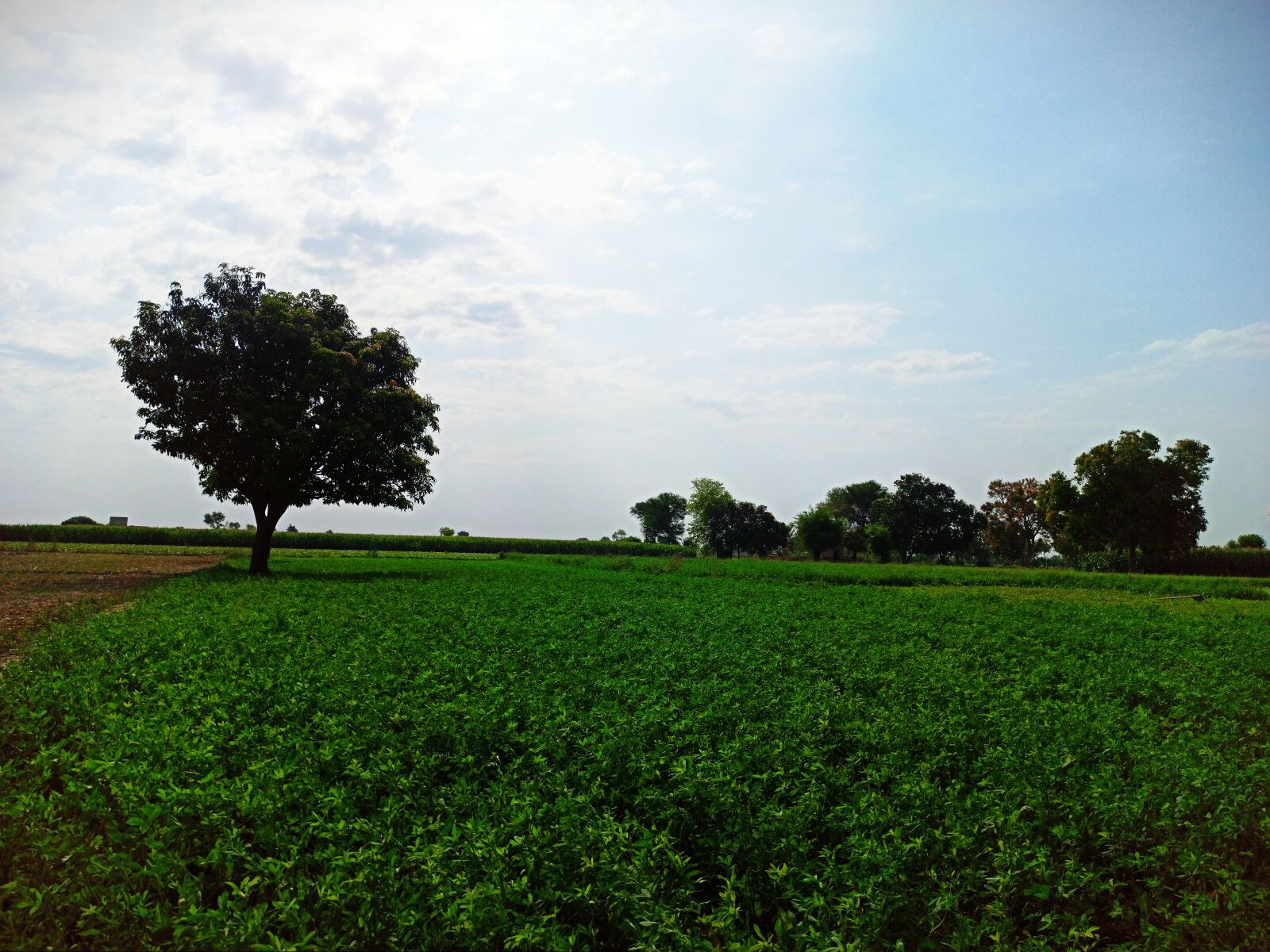 Xiaomi Redmi Note 8 Pro sample photo. Green, sky, sun photography