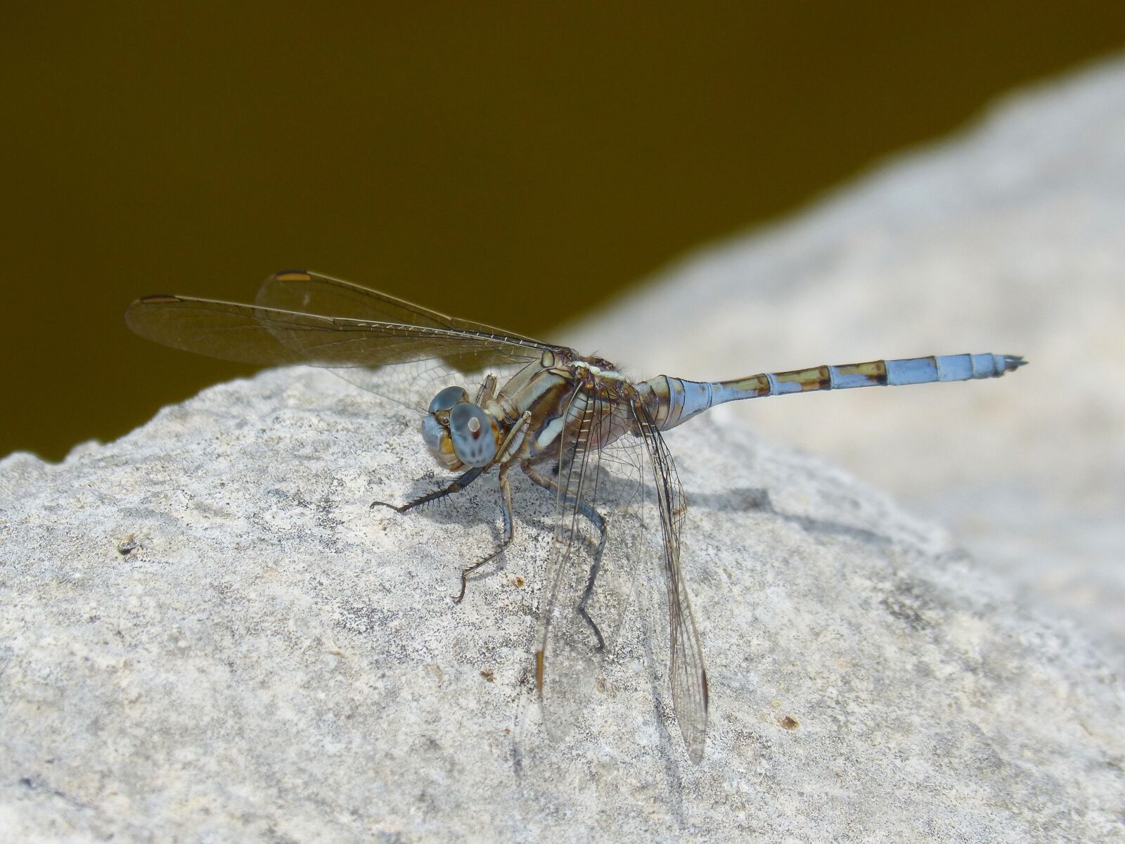Panasonic DMC-FZ62 sample photo. Dragonfly, blue dragonfly, rock photography