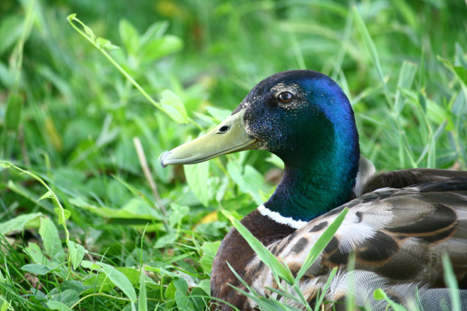 Canon EOS 400D (EOS Digital Rebel XTi / EOS Kiss Digital X) sample photo. Mallard, duck, bird photography