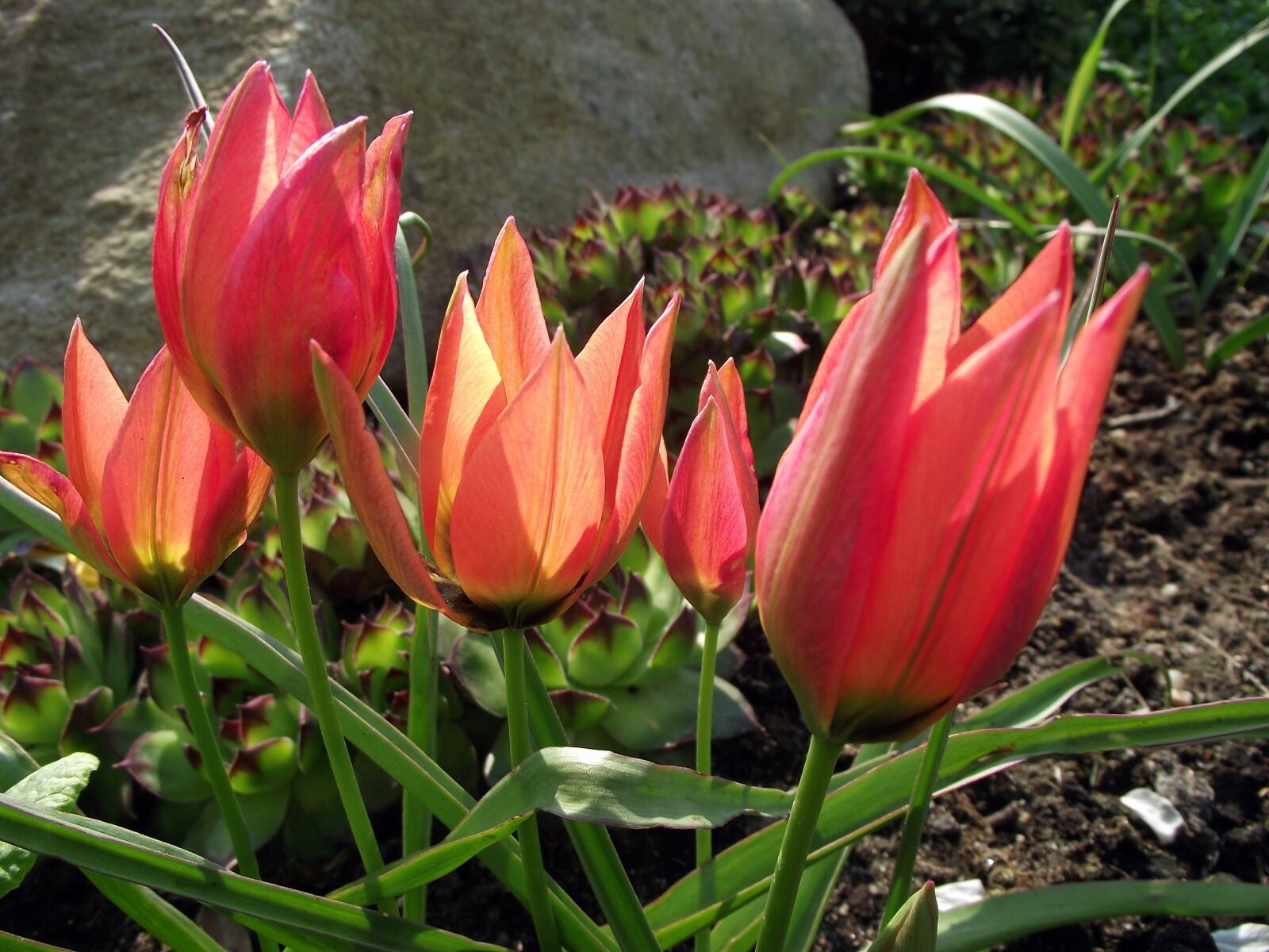 FujiFilm FinePix S1600 (FinePix S1770) sample photo. Flower, tulip, nature photography