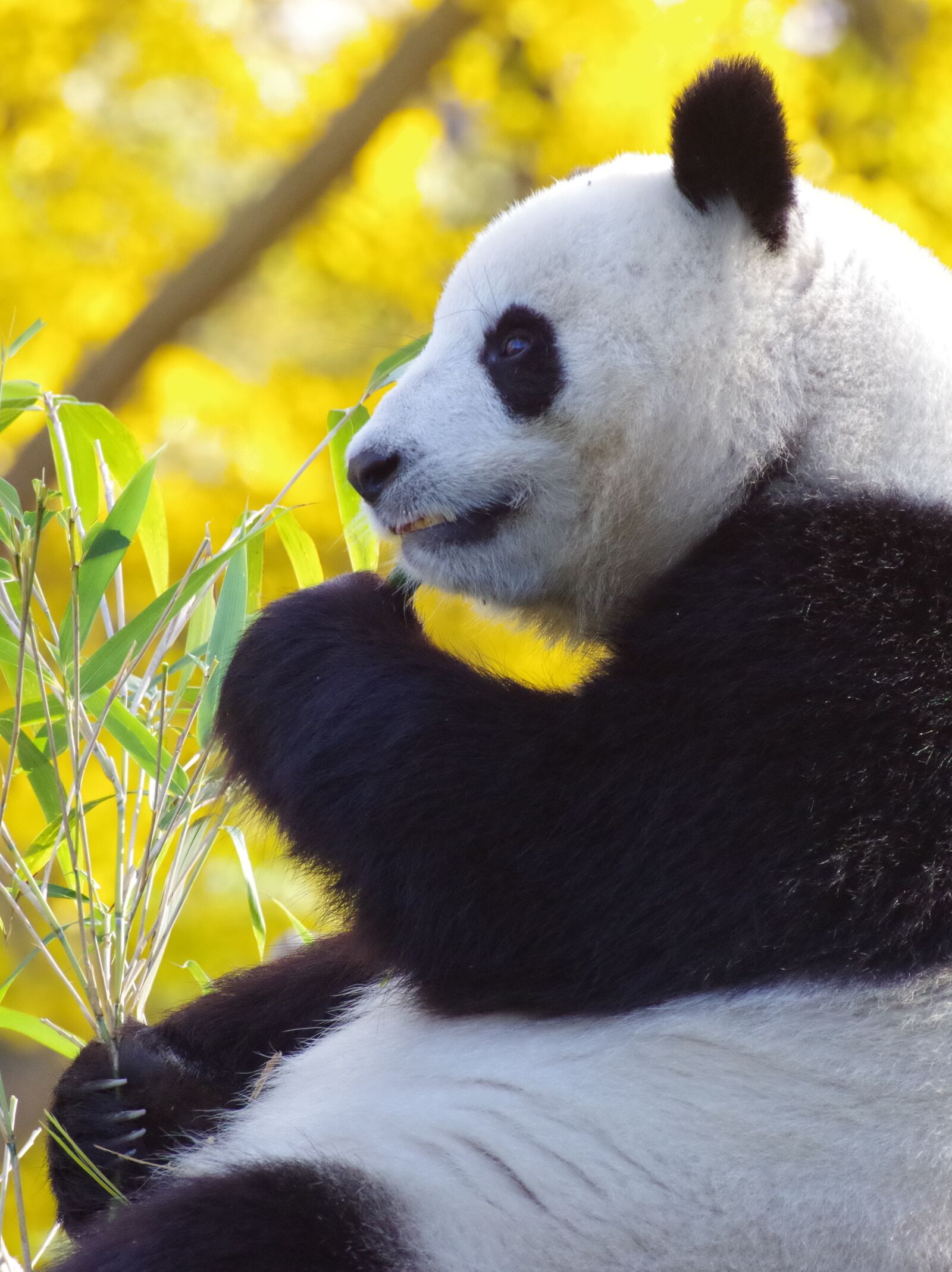 Pentax K-30 sample photo. Panda, bear, mammal photography