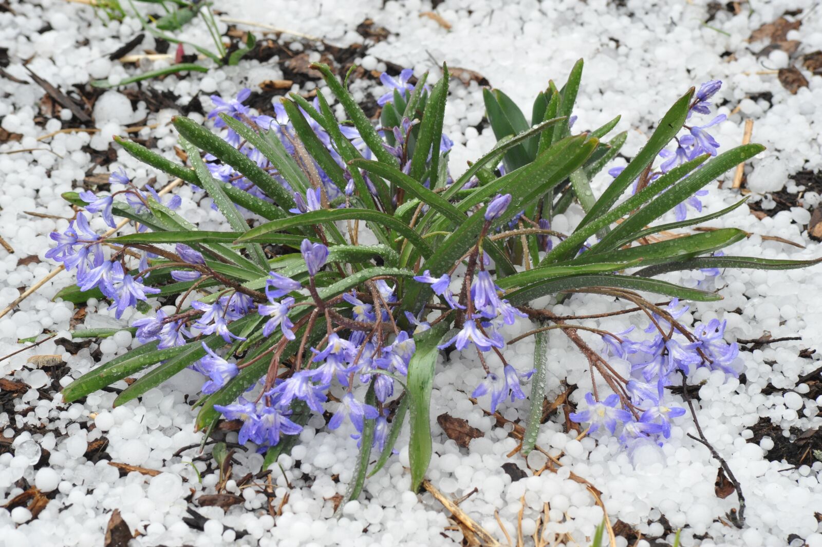 Nikon D700 sample photo. Flowers blooming in hail photography